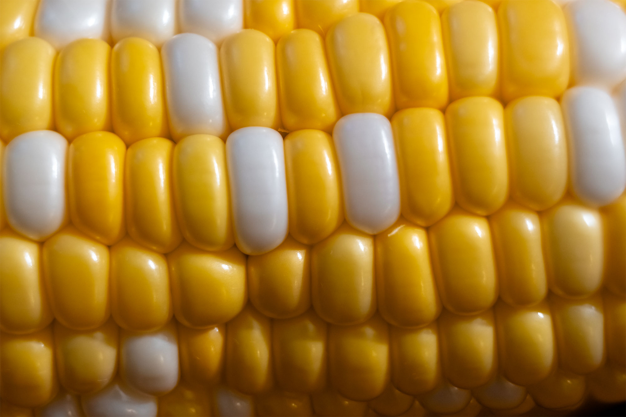 Photograph of kernels on an ear of sweet corn. The photo shows plump yellow and white maize kernels.