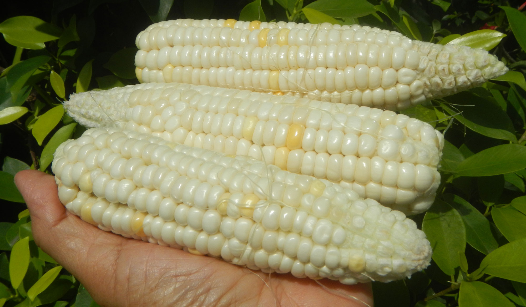 Photograph of a hand holding three ears of waxy corn. The ears of corn are relatively small and the kernels are light yellow in color.