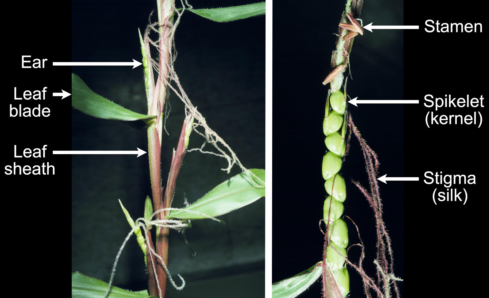 2-panel figure showing photos of teosinte ears on living plants. Panel 1: Portion of a perennial teosinte plant with an ear emerging from the axil of a leaf. The ear, leaf blade, and leaf sheath are labeled. Panel 2: Photo of a bisexual inflorescence of a perennial teosinte plant with stamens occurring above the kernels. The kernels have long silks. A stamen, spikelet (kernel) and silk are labeled.