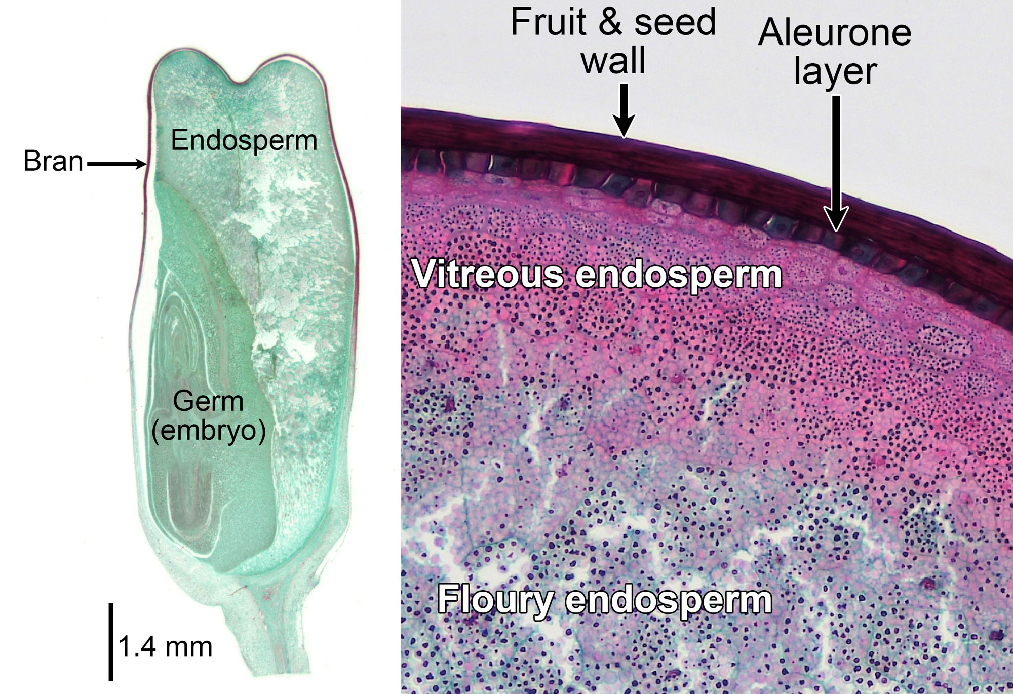 No tagsTwo-panel image showing photographs of maize embryo microscope slides. Panel 1: Longitudinal section of a maize kernel with the parts labeled, including the bran (fruit wall), the endosperm, and the germ (embryo). Panel 2: Detail of the fruit wall and underlying endosperm. The fruti and seed wall, aleurone layer, horny endosperm, and floury endosperm are labeled.