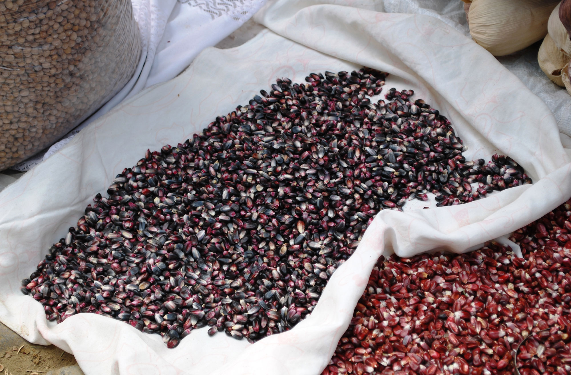 Photograph of blue maize kernels and red maize kernels spread out on white cloths in a market in Mexico.