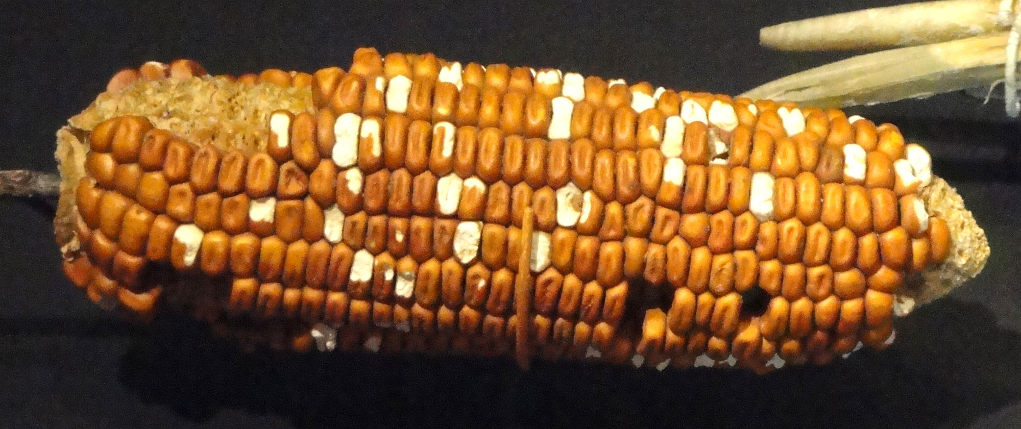 Photograph of an ear of maize from 900 to 1275 AD, found in Sheep Horn Alcove, Utah, U.S.A. The photo shows an oblong ear of corn with brownish-yellow kernels.
