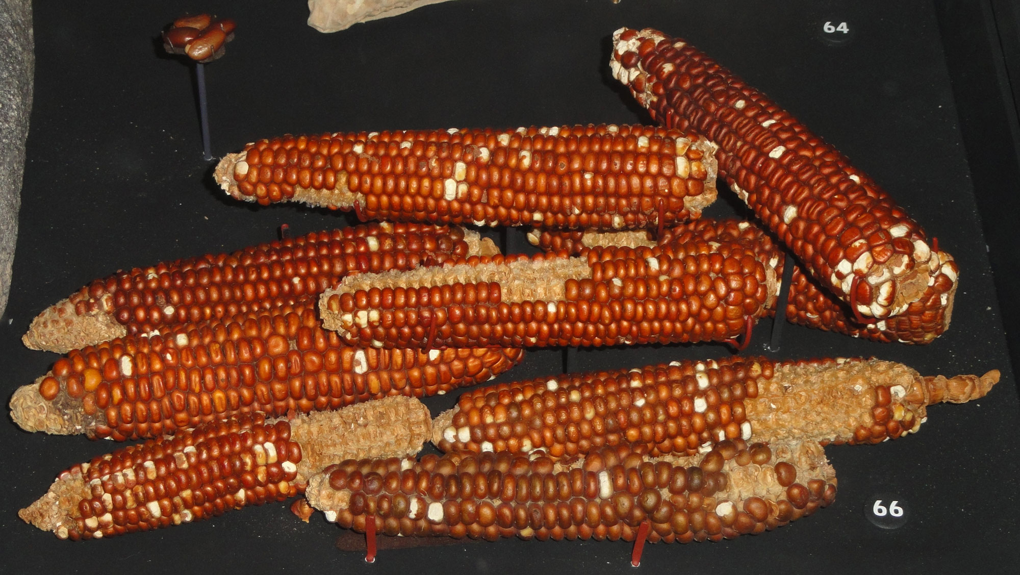 Photograph of eight ears of maize on a black background from Triangle Cave in Utah, U.S.A. The ears are from between 900 and 1300 AD and look much like modern maize ears, although the kernels are burnt orange in color.