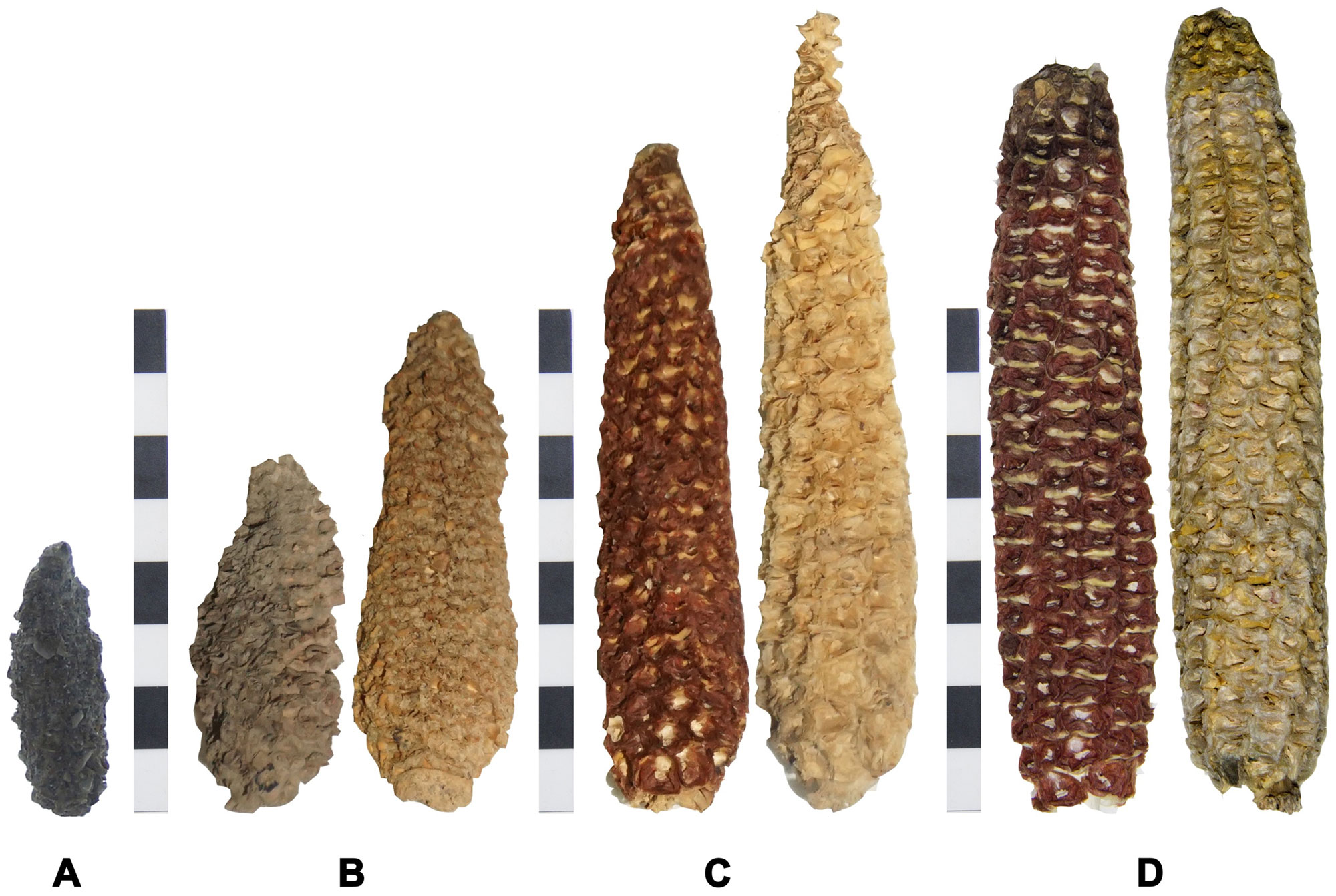 Photograph showing cobs of maize from archaeological sites and cobs of modern maize, all from the Tarapaca region of Chile. The photo shows the cobs arranged from oldest (about 2320 to 1420 years old) to youngest. The oldest is about 4.5 centimeters long and black in color. The next youngest (930 to 490 years old) are 6 to 8 cm long. The youngest (662 to 350 years old and modern cobs) are more than 8 cm long.
