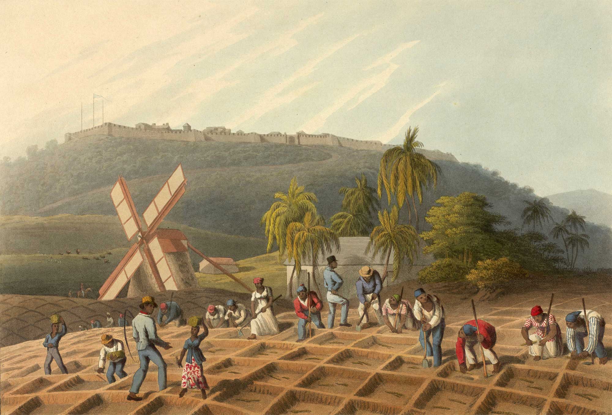 A color illustration showing enslaved people planting sugarcane on Antigua in the early 1800s. The image shows enslaved Black men, women, and perhaps children digging rows of square pits with hoes and placing segments of sugarcane in the pits. At least two Black men stand over the other workers hold whips. A windmill and palm trees can be seen in the background. A hill with a fortress on top can be seen in the far background.