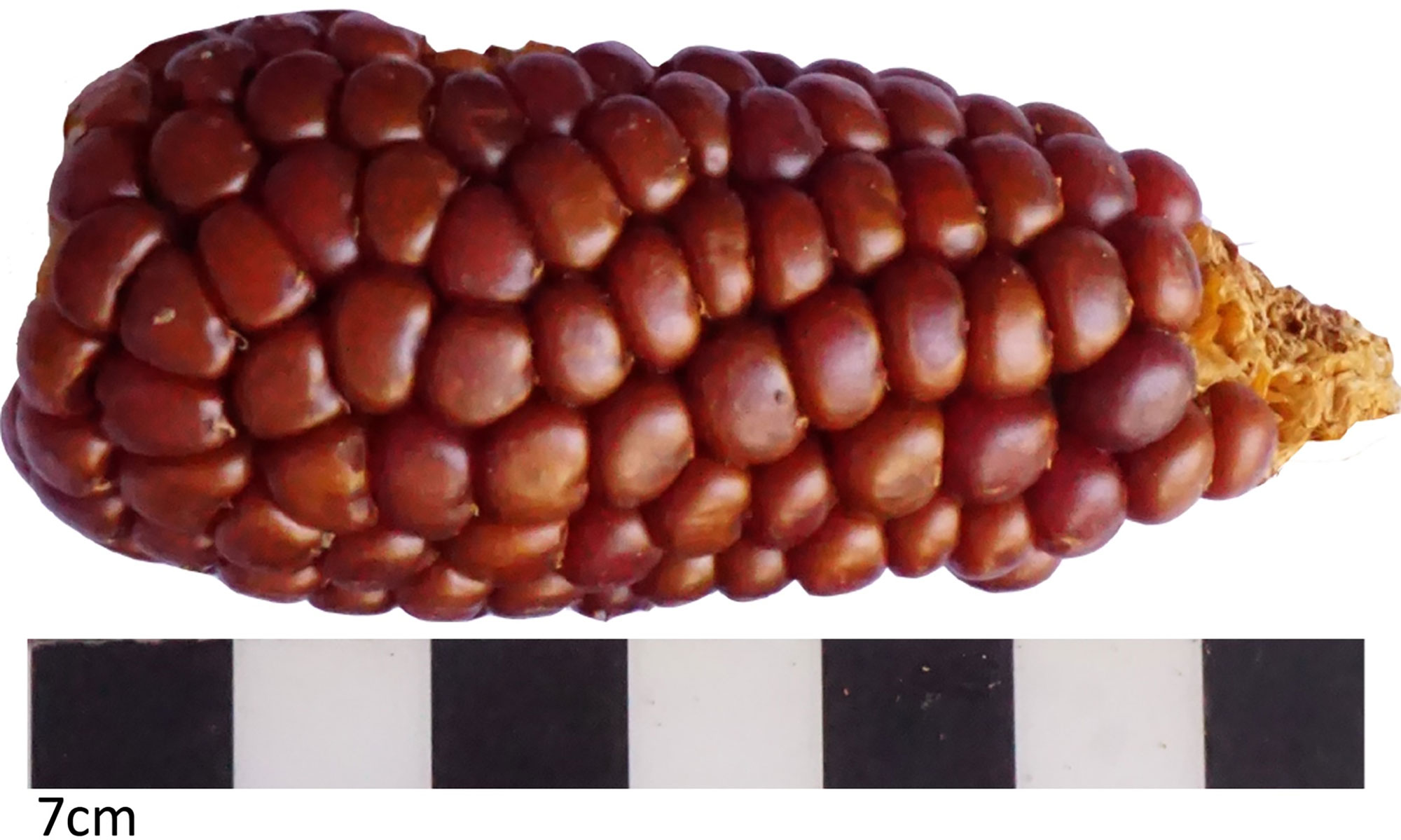 Photograph of an ear of popcorn from the Atacama Desert in northern Chile. The photo shows an ear of maize with brown kernels. The ear is about 7 centimeters long.