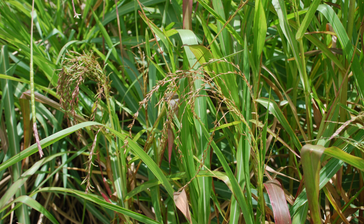 Photograph of cultivated teosinte plants in Oaxaca, Mexico. The photo shows grasses with nodding tassels.