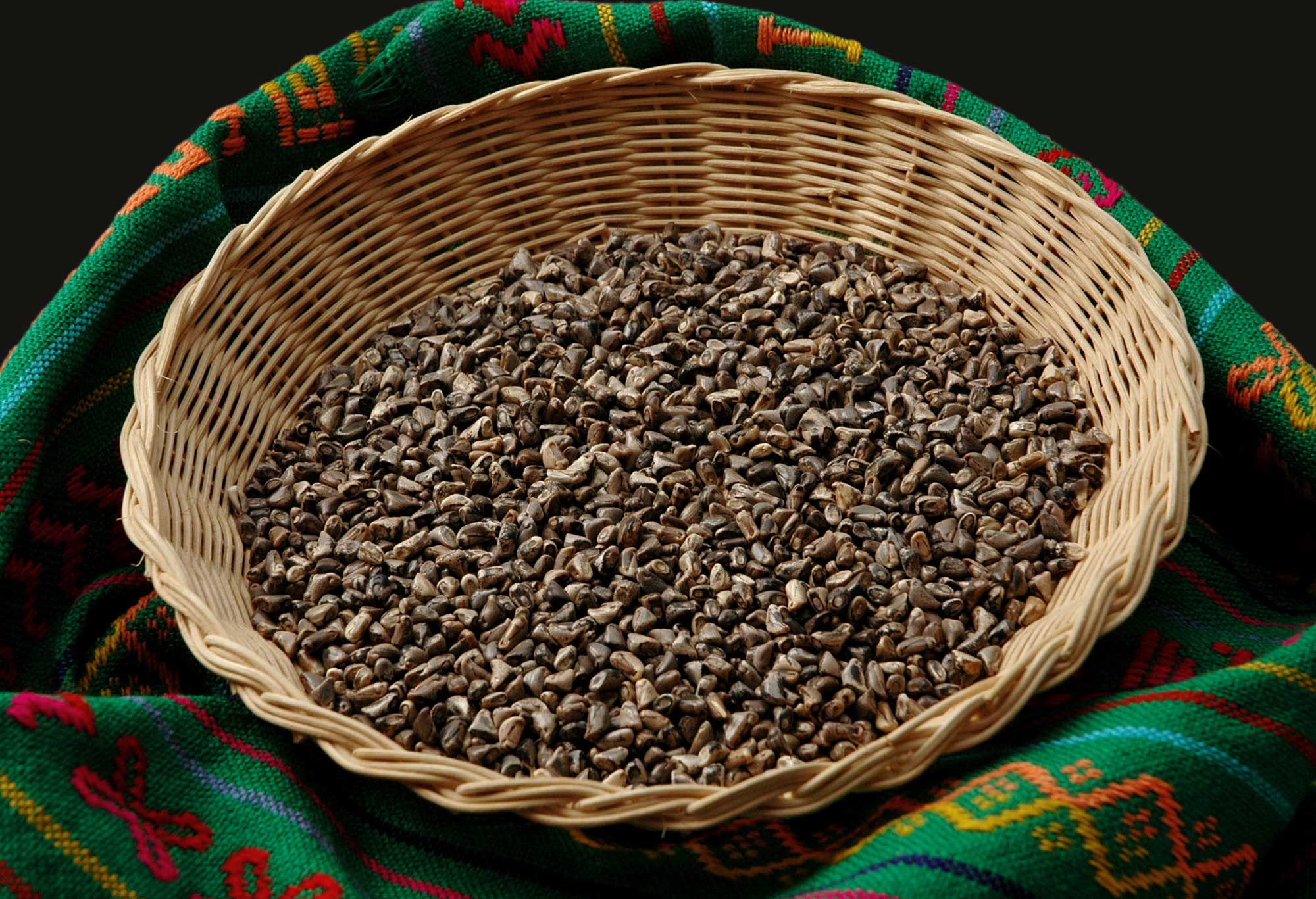 Photograph of a woven basket partially filled with teosinte kernels. The kernels are light to dark brown in color and roughly triangular in shape.