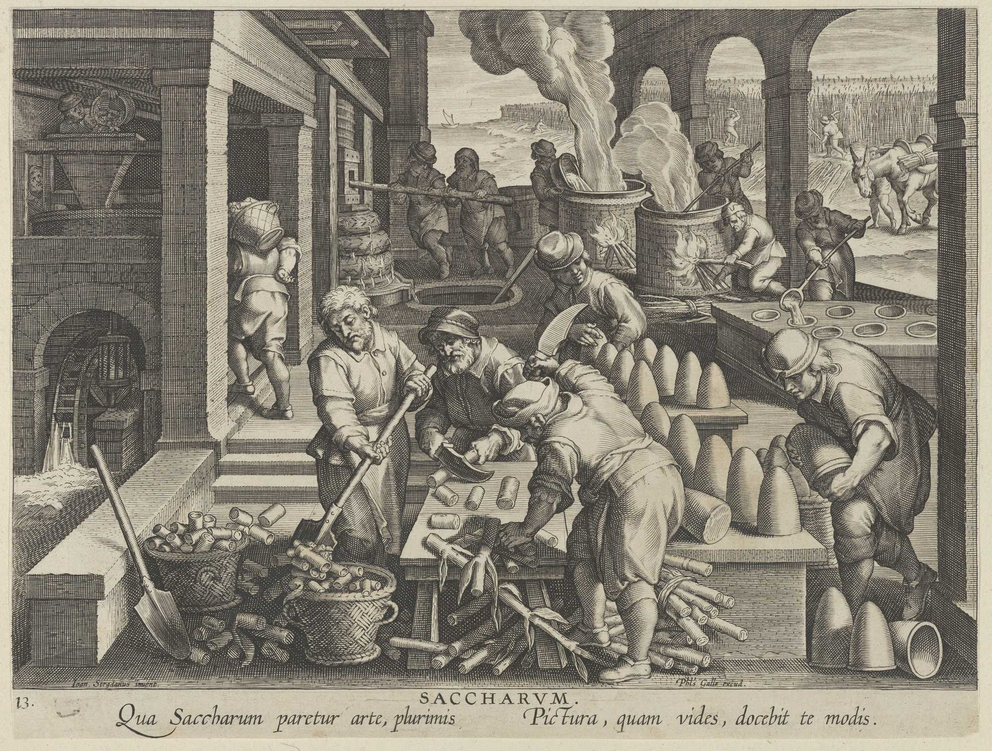 A Dutch engraving illustrating sugar-making from around 1600. In the upper right, men can be seen harvesting sugarcane. In the center foreground, the sugarcane is being cut into pieces. To the left, a man carries cane pieces in a basket toward a hopper; another man can be seen pouring sugarcane pieces into the hopper at the upper left. In the center back, men can be seen operating a grinder, with the juice be collected in a depression in the floor. To the right, another man pours sugarcane juice into a vat, where it is boiled over a fire. Anther man can be seen skimming the boiling juice. In the center right, a man pours the concentrated juice into molds. Finally, to the right of the men cutting sugarcane, men remove sugar loaves from molds and arrange them on tables.
