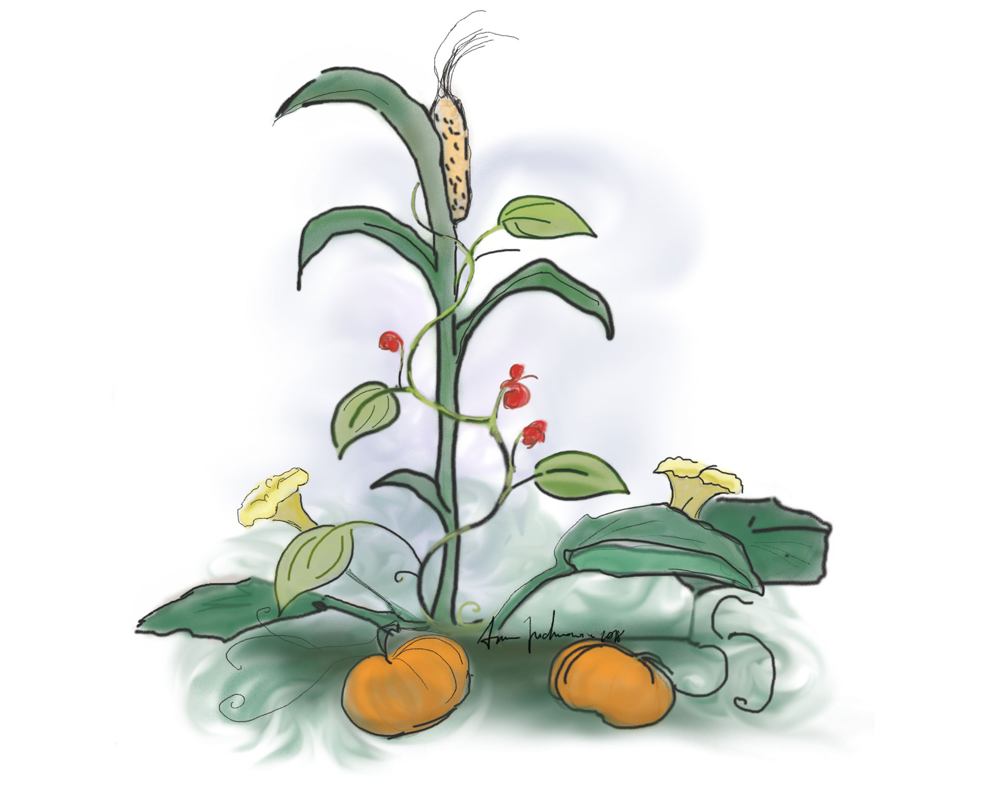 Illustration of the three sisters method of companion cultivation, where maize, beans, and squash are grown together. The bean plant is shown twining up the maize stalk, and the squash forms a ground cover.
