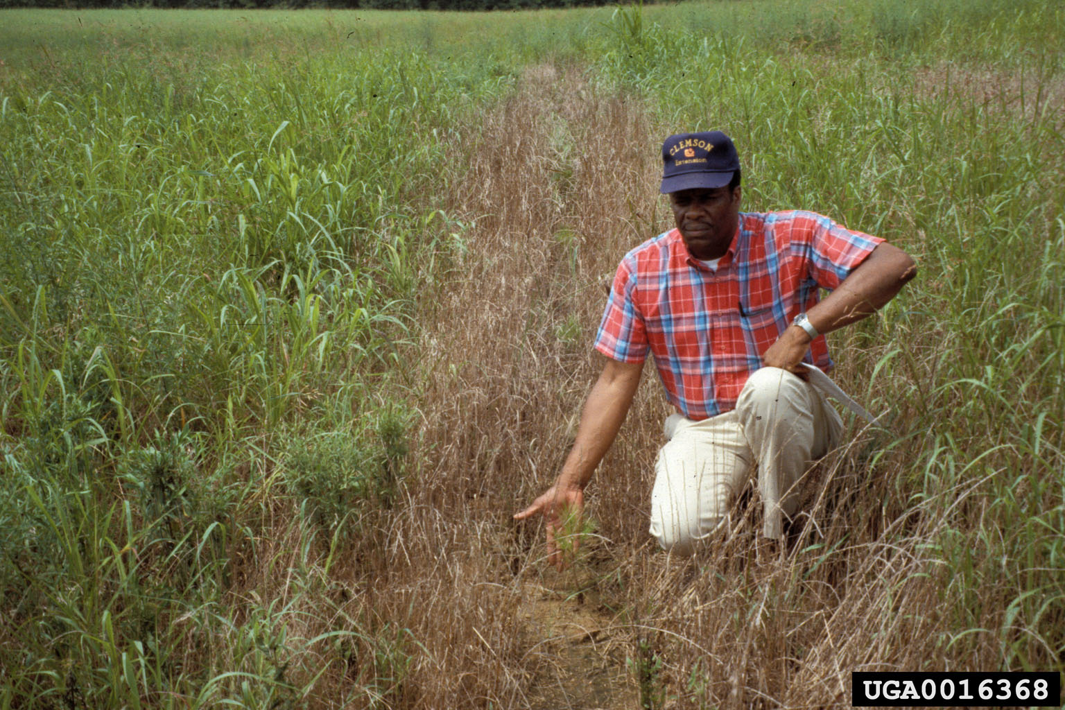 Photograph of a person kneeling down in a field of Johnsongrass. One section of the field appears to be dying, due to the use of herbicides.