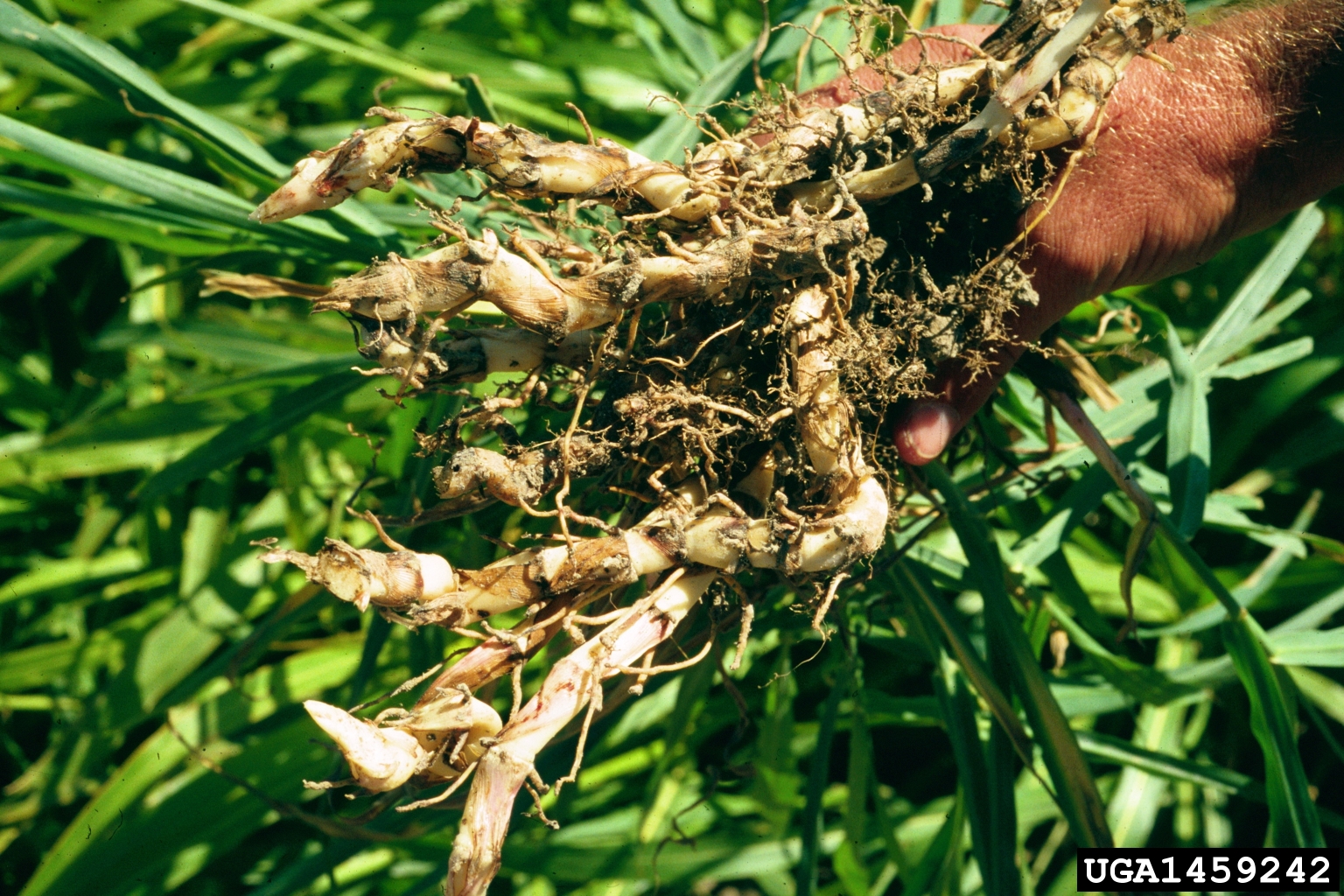 Photograph of johnsongrass that has been unrooted to show the rhizomes. In the photo, a man's hand is shown holding the base of a plant with the rhizomes facing the camera. The rhizomes are cylindrical, thick, and whitish in color, and bear many roots at their nodes.