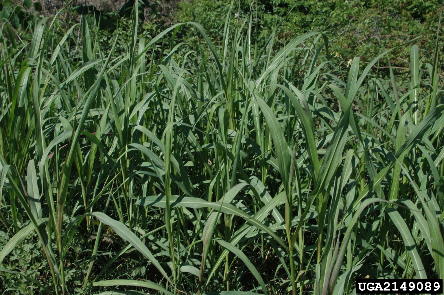 Photograph showing Johnsongrass plants.