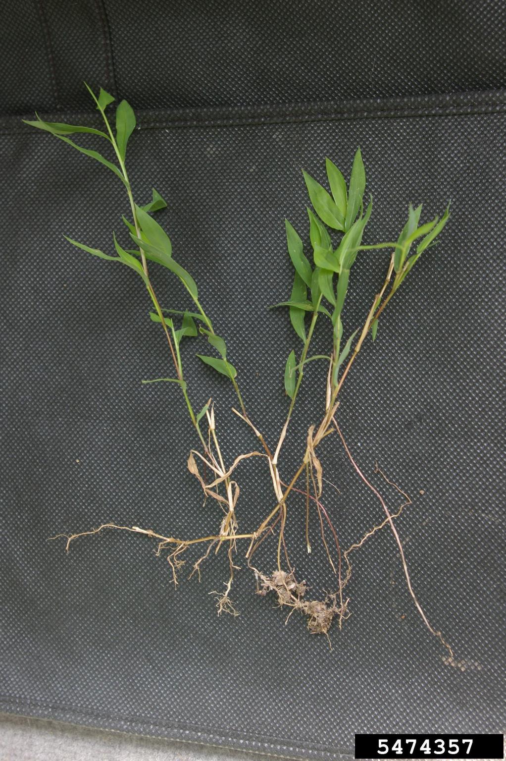Japanese Stiltgrass root and shoot systems. Roots of multiple shoots are connected by horizontal stolons.