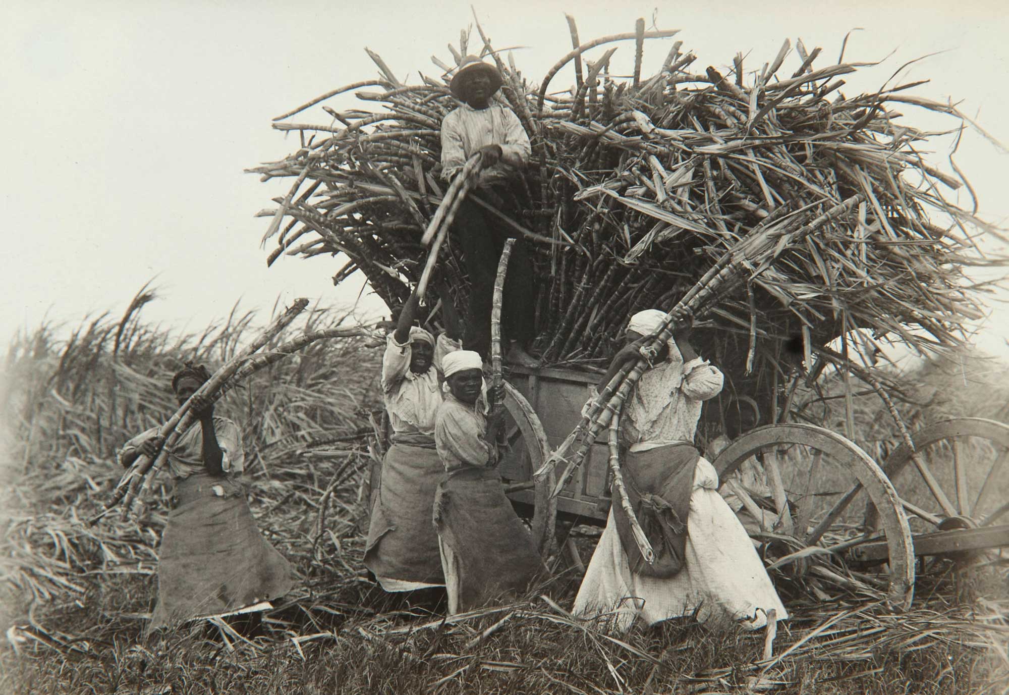 Black and white photograph of people loading sugarcane for transport on Barbados in 1914. The photo shows a man standing on the side of a wooden wagon filled with sugarcane stalks.  Four women stand on the ground, each holding one or several sugarcane stalks. The women are handing the stalks to the man, who appears to be placing them on the wagon.