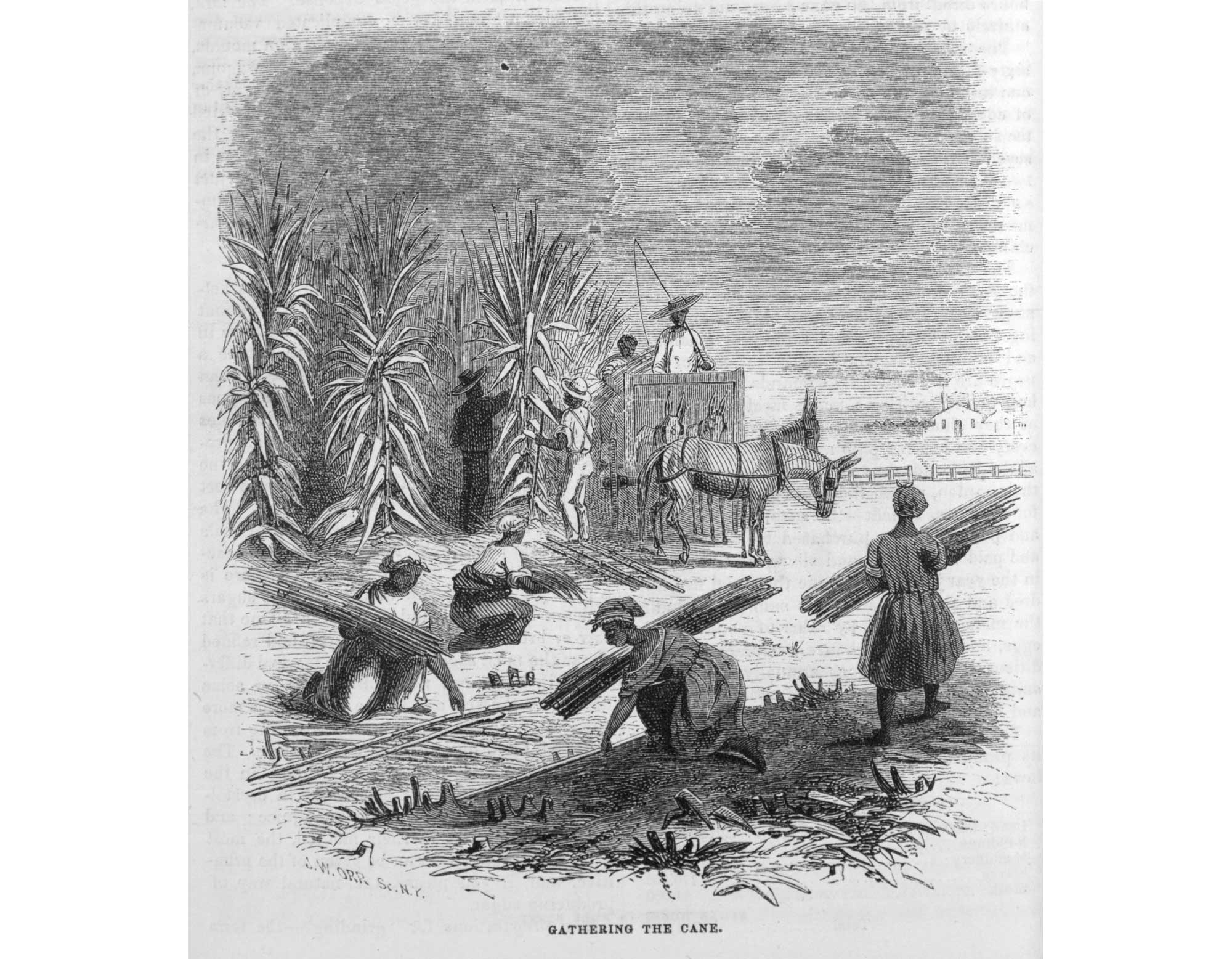 Black and white line illustration of enslaved Black people harvesting sugarcane in Louisiana, 1853. In the background, men cut canes from a field, with women gathering canes into bundles in the foreground. An overseer with a whip sits in a cart hitched to donkeys watches over the slaves while they work.