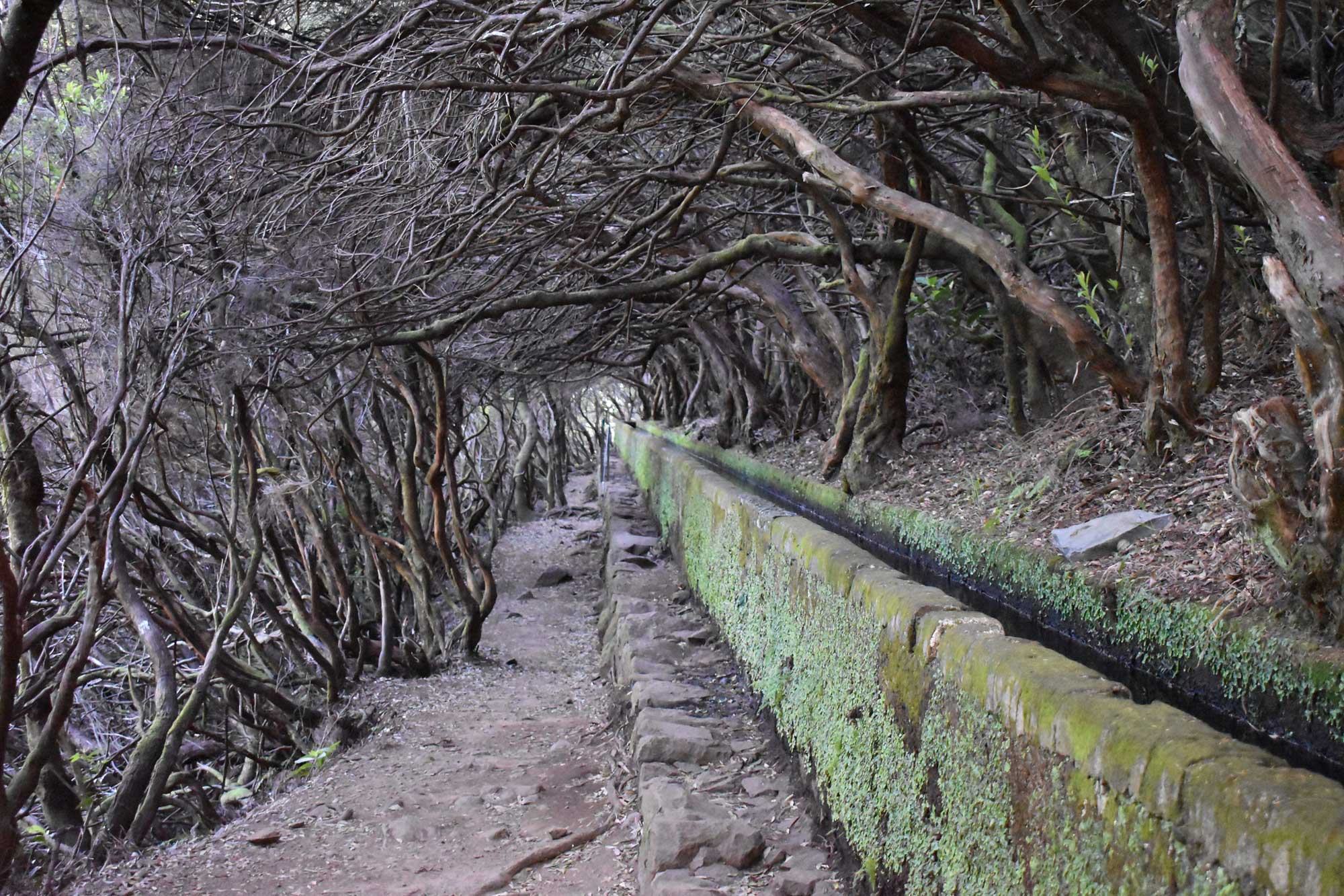 Photograph of a levada, a structure used for irrigation, on the island of Madeira. The photograph shows a narrow, elevated ditch made of stone with lichens, liverworts, or mosses growing on it. The ditch has a path running next to it, and both levada and trail run through a tunnel formed by overarching tree branches.