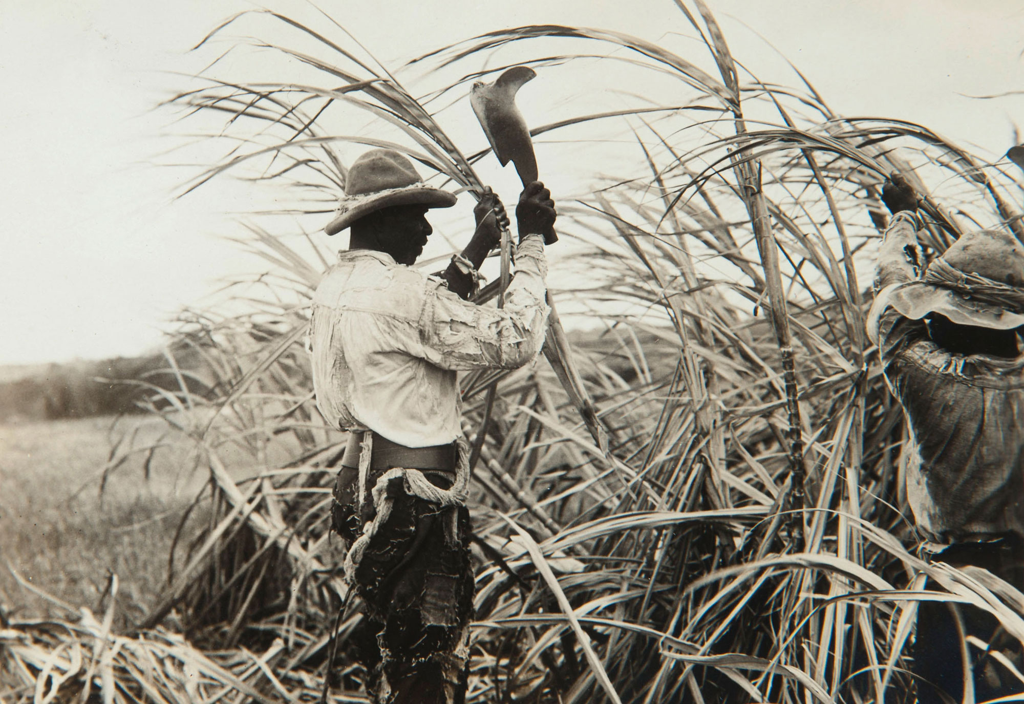 Black and white photograph of a man harvesting sugarcane using a cane knife on Barbados. The image shows a Black man in a long-sleeved white shirt, long pants, and a wide-brimmed hat holding up a cane knife in his right hand and holding a sugarcane stalk with his left, apparently about to cut it. Another man in the right foreground can be seen holding a sugarcane stalk, and is similarly attired to the first man.