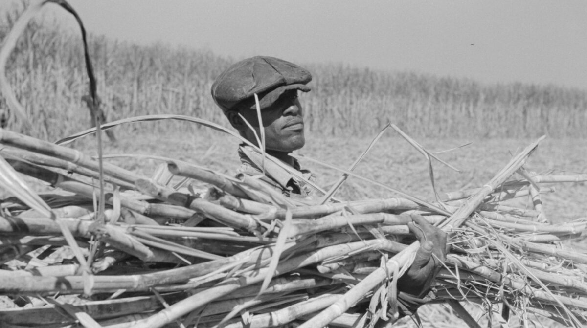Black and white photograph showing a man from the shoulders up carrying a bundle of sugarcane stalks in his arms. In the background, a field of sugarcane can be seen. A portion of the field nearer to the viewer has been cut, whereas sugarcane stalks are still standing upright further away.