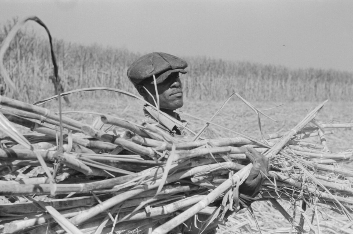 Black and white photograph showing a man from the shoulders up carrying a bundle of sugarcane stalks in his arms. In the background, a field of sugarcane can be seen. A portion of the field nearer to the viewer has been cut, whereas sugarcane stalks are still standing upright further away.