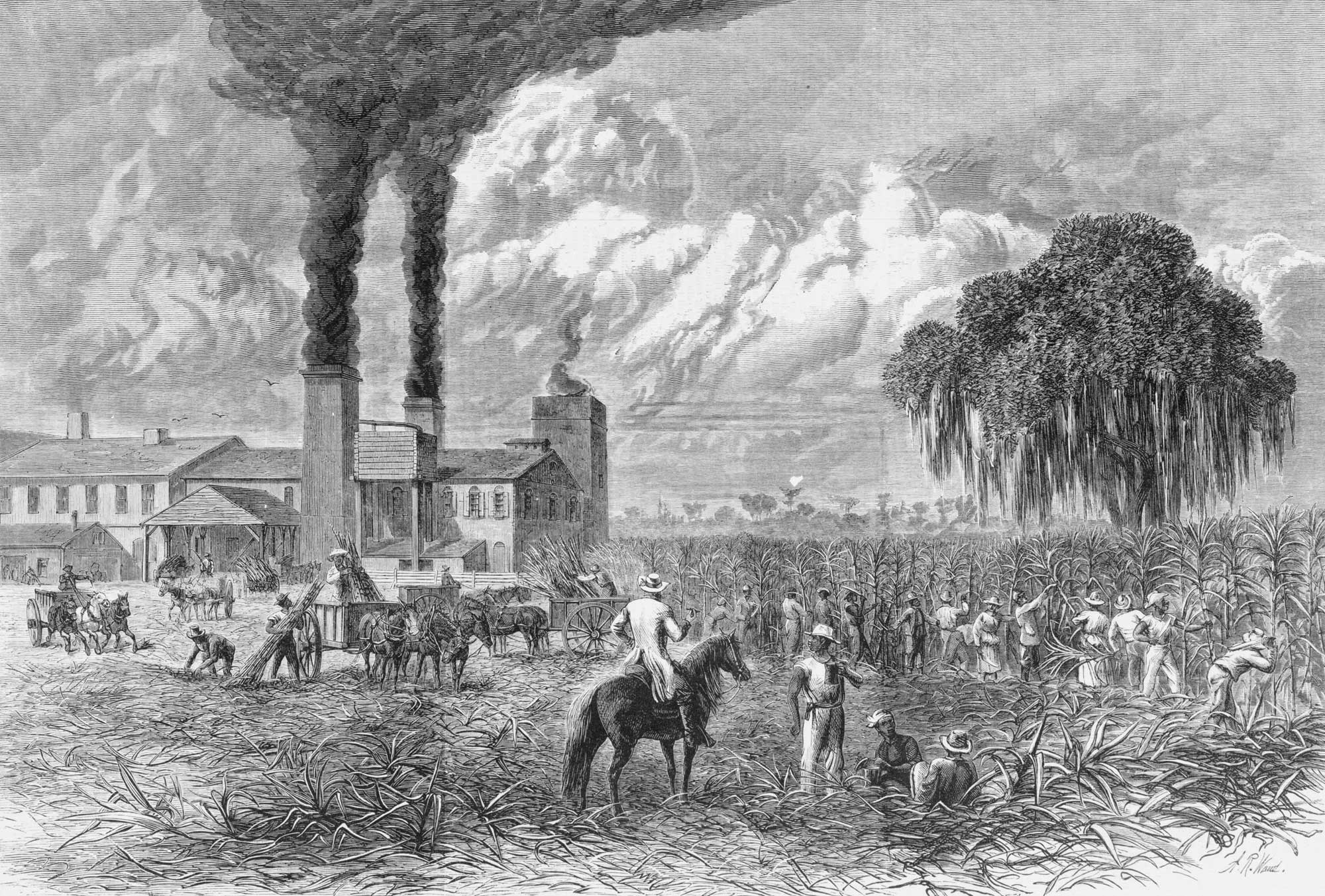 Black and white engraving showing sugar production in Louisiana, USA, ca. 1875. The engraving shows people in a field hand-harvesting sugarcane with knives. The harvesters are supervised by a man on a horse. In the background, people are loading cut sugarcane stalks onto horse-drawn wagons. The wagons are bringing the sugarcane to the sugar mill, which is shown in the left background. The sugar mill is a building with two smokestacks producing heavy black smoke.