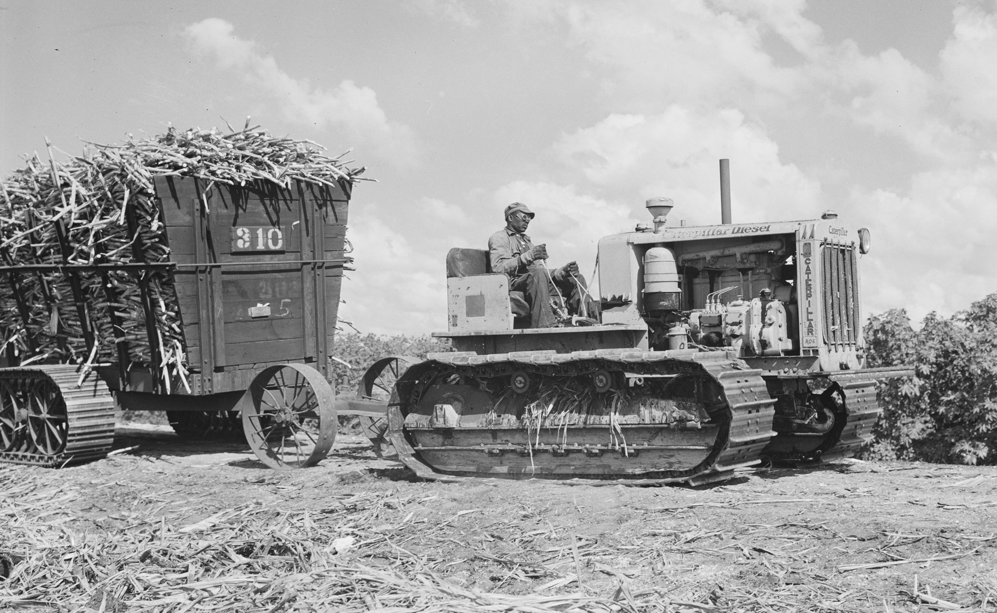Black and white photograph showing the hauling of harvested sugarcane in Florida, 1939. In the photo, a man sits of a tractor running on treadmills instead of wheels. The tractor is pulling a wagon, also with treads, that is piled high with sugarcane. 
