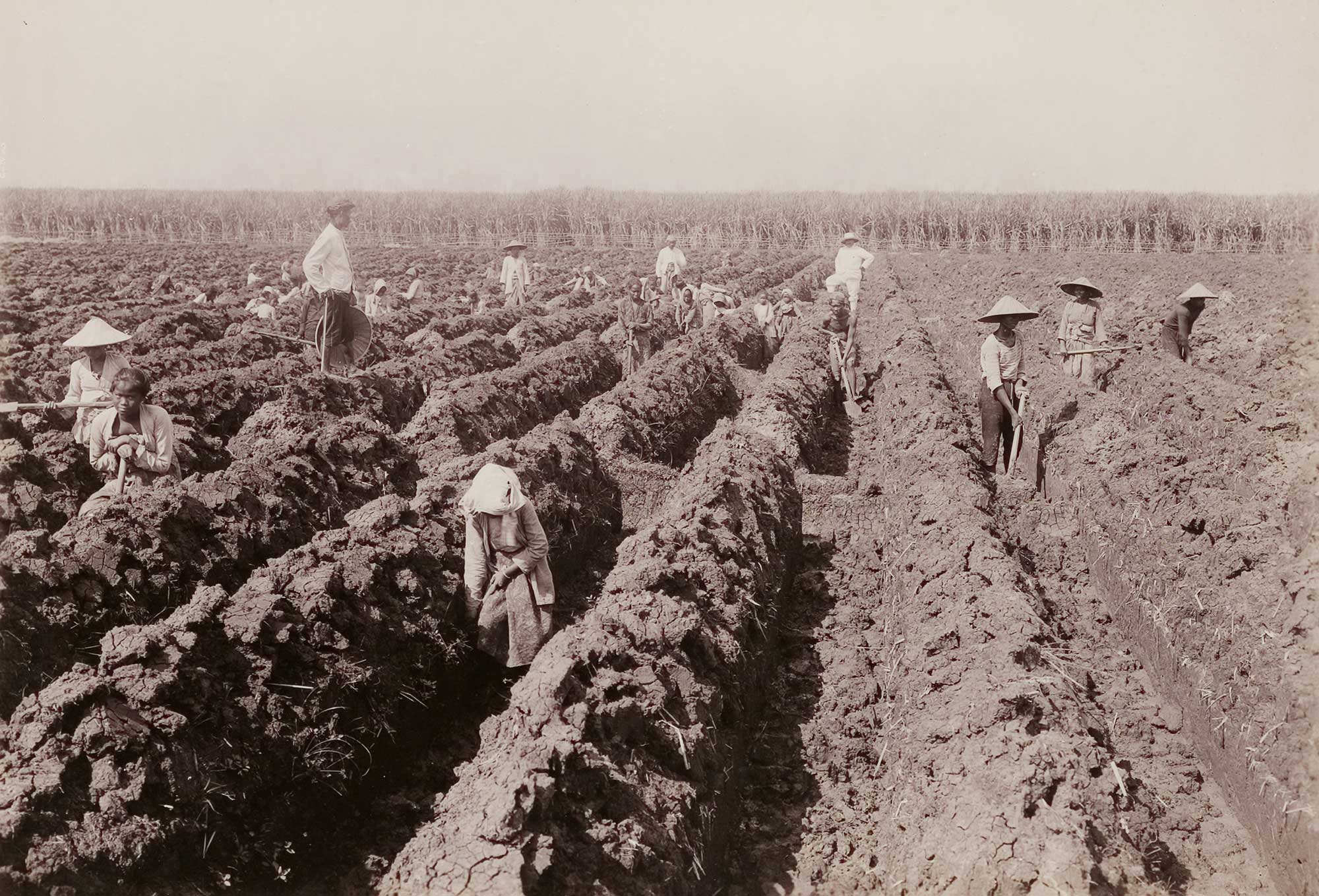 Black and white photograph of people preparing a field for sugarcane planting in Java, 1921. The photo shows people using hoes to dig deep furrows in a field, with a field of mature sugarcane in the distance. 