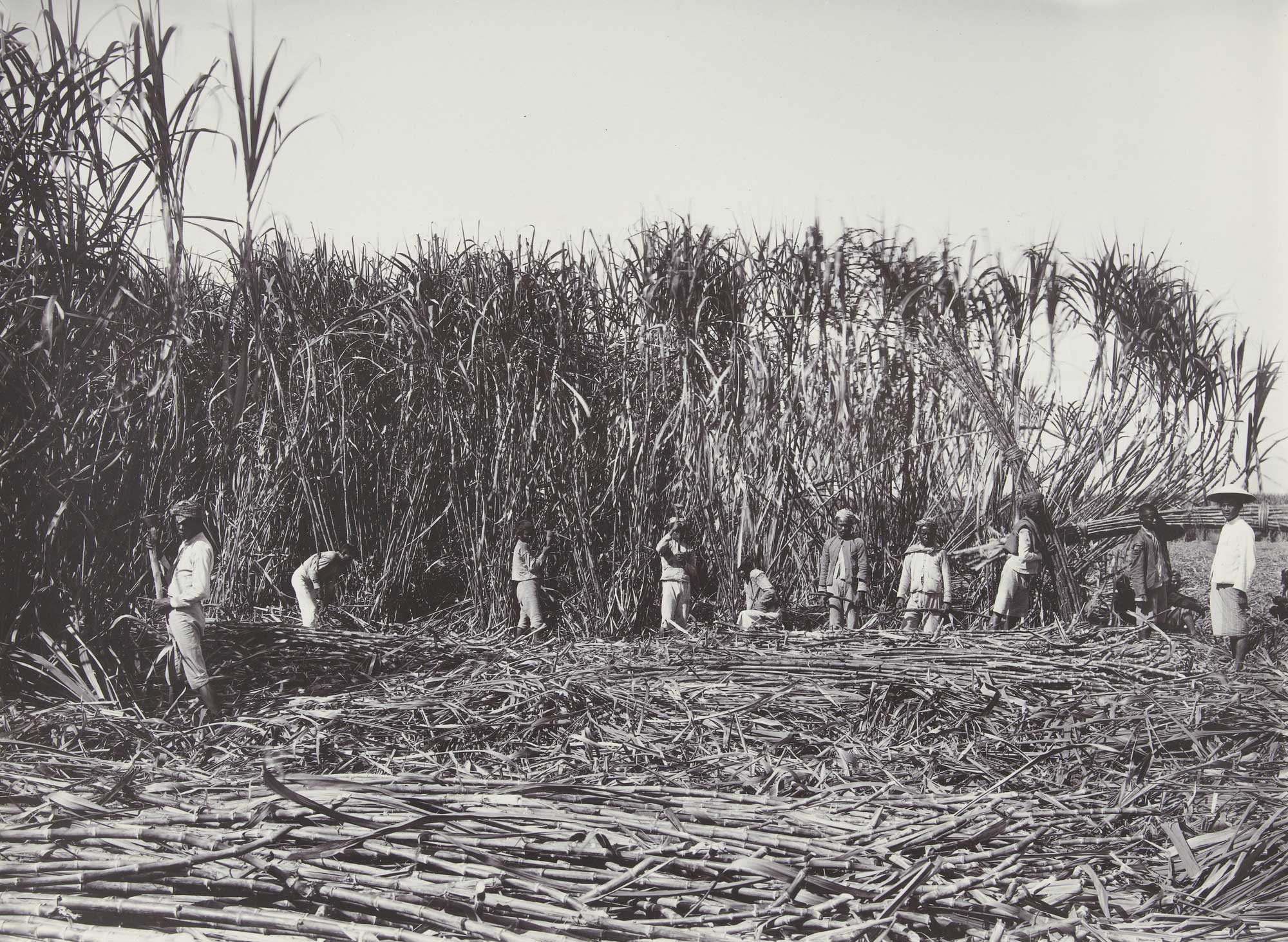 Black and white photograph of people harvesting sugarcane on Java sometime between about 1890 and 1911. The photo shows a row of people standing in front of sugarcane plants in a field. Numerous cut sugarcane stalks can be seen in the foreground.