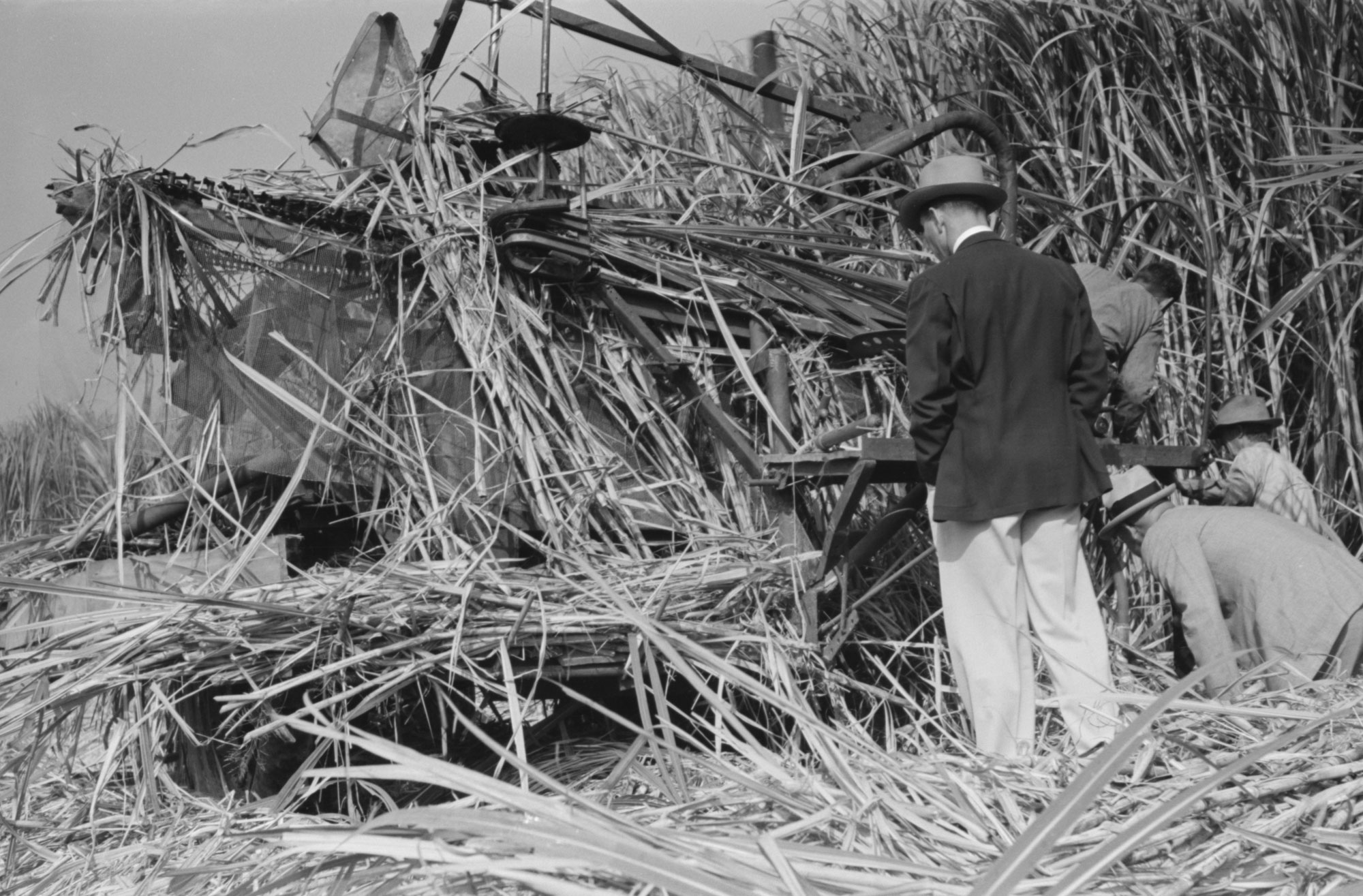 Black and white photograph of men inspecting a Wurtele sugarcane harvester in Louisiana, 1938. The photo shows a machine that is largely obscured by partially cut sugarcane. One man in a hat stands with his back to the viewer, looking at the machine. Two other men crouch beside him. A fourth man can be seen from the shoulders up, bent over the machine.