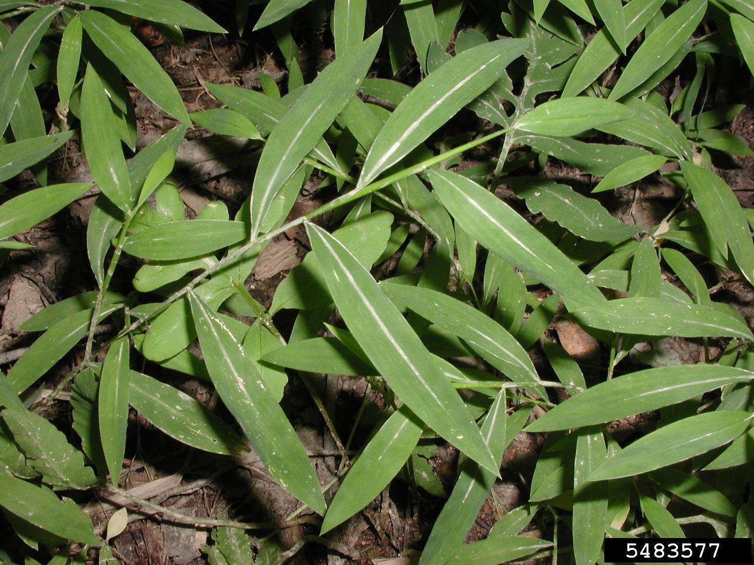 Image of Japanese Stiltgrass leaves. Leaves are arranged alternately on the stem, and have smooth edges. They are dark green with a pale midrib.