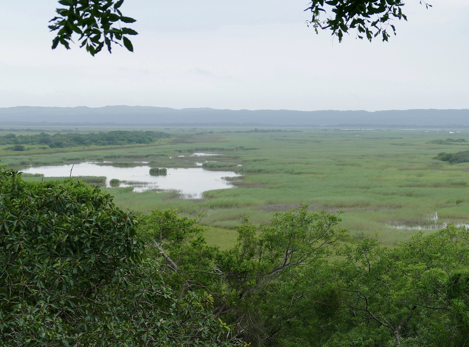 Photo taken in the iSimangaliso Wetlands, South Africa. This image is an example of the preferred environmental conditions for Limpo grass. There is a pond in the center of the photo and the sky is gray and looks humid. This photo displays the moisture limpo grass needs to thrive.