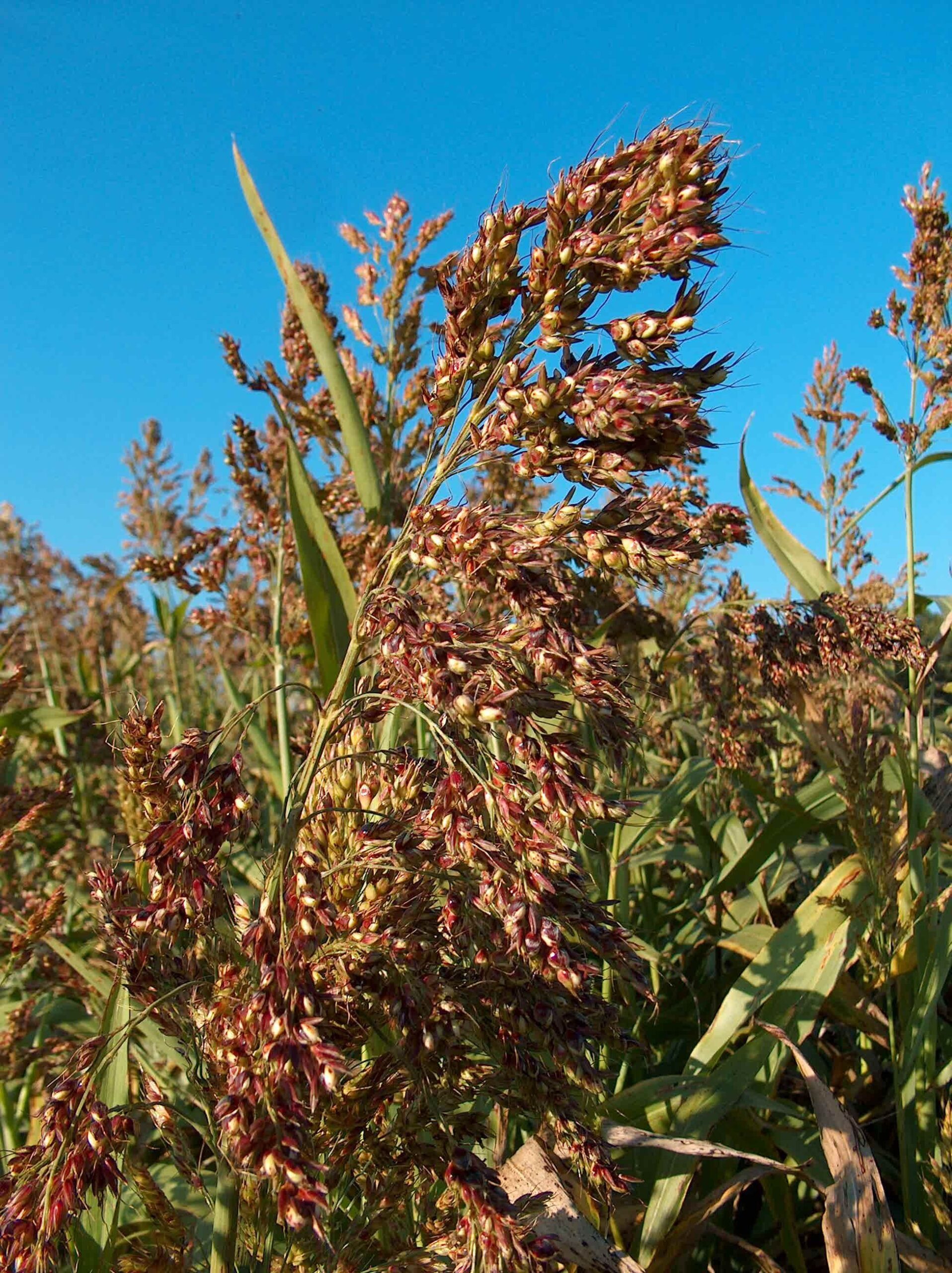 Photograph showing a close-up of an inflorescence of sudangrass with reddish spikelets.