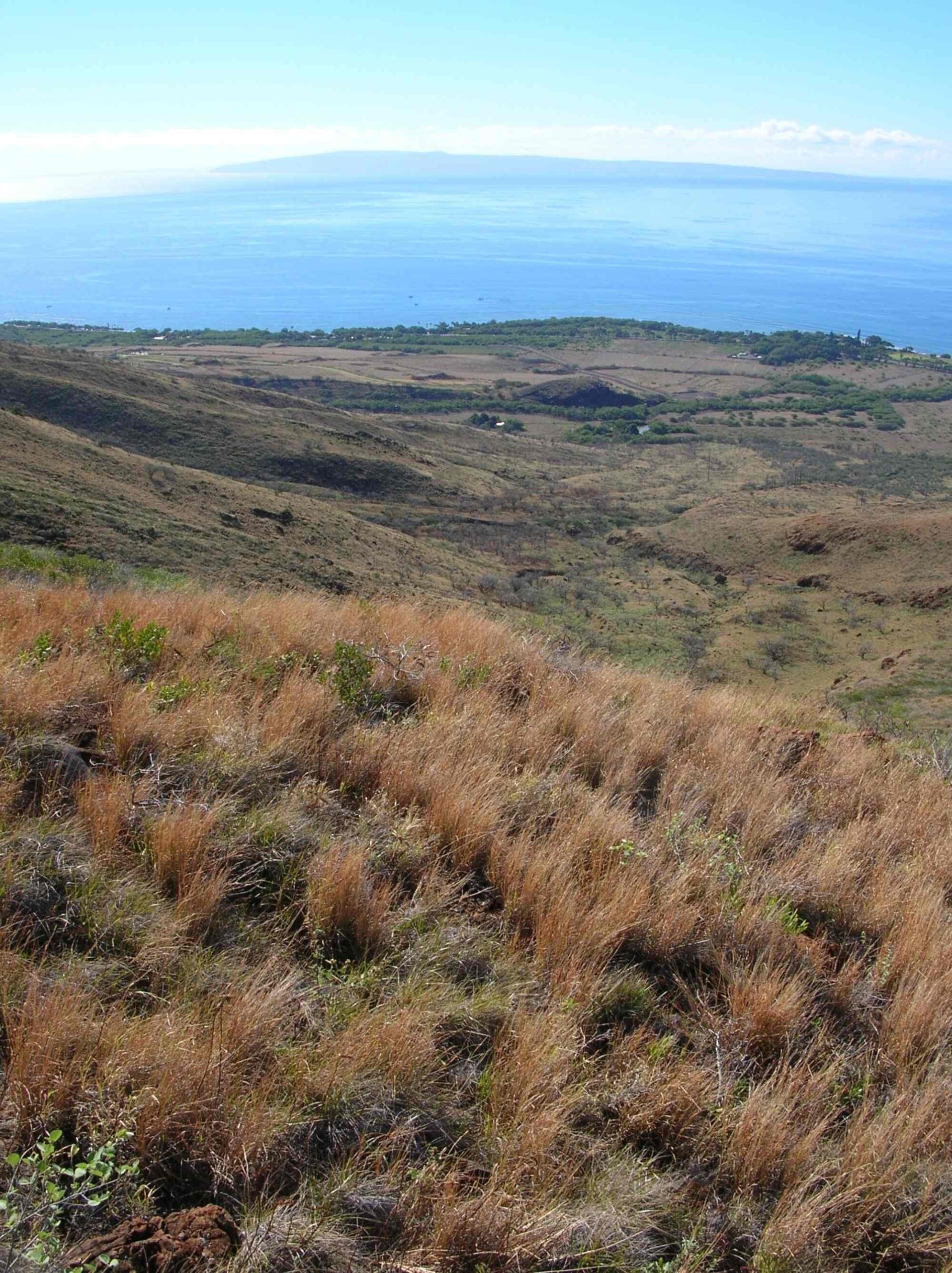 Photograph showing tufts of tanglehead grass growing on a hillside in the foreground. The tufts of grass appear low and yellow-brown, indicating that the are dry.