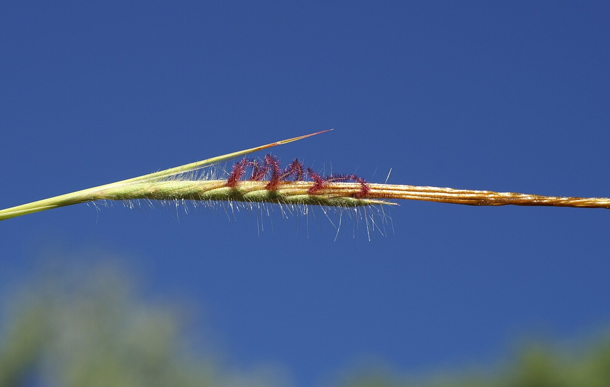 Photograph of a young tanglehead inflorescence. The inflorescence is oriented horizontally with its tip toward the right, showing brown, twisted awns. Pairs of stigmas are protruding from the base of the inflorescence. The stigmas are feathery and red.