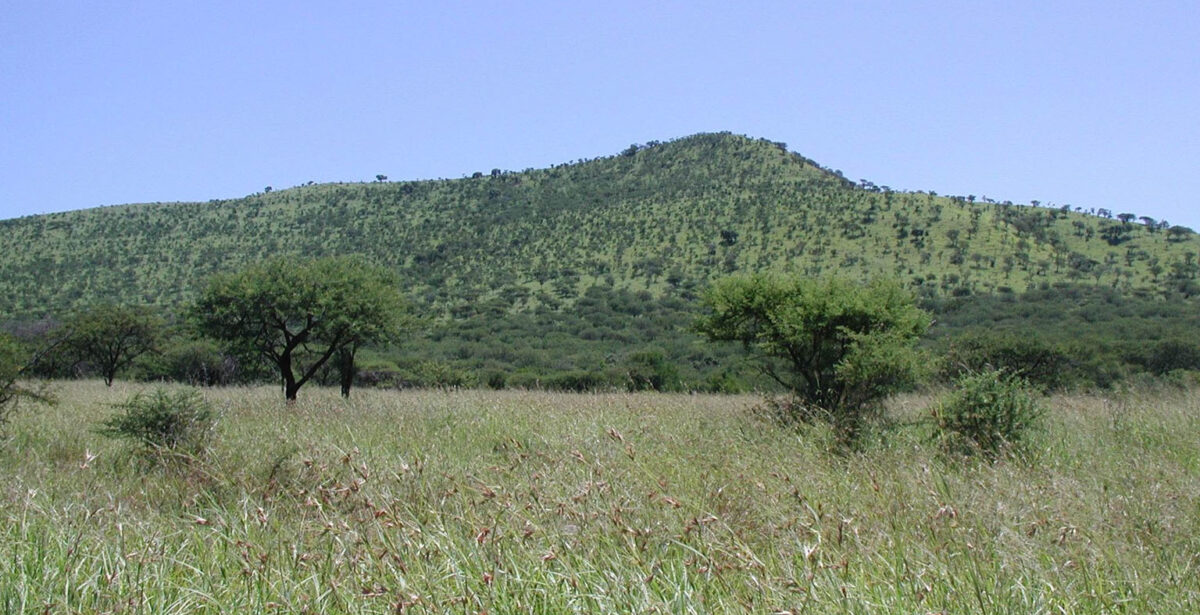 Photograph of the savanna landscape at Hluhuwe-Imfulozi Park in South Africa. The photo shows a grassland (probably red oat grass) in the foreground with scatter trees (possibly acacias). A hill dotted with grass and trees rises in the background.
