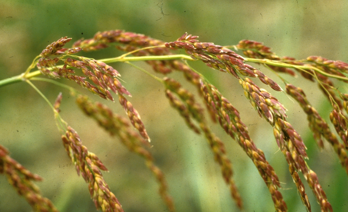 Photograph showing a close-up image of a Johnsongrass inflorescence.