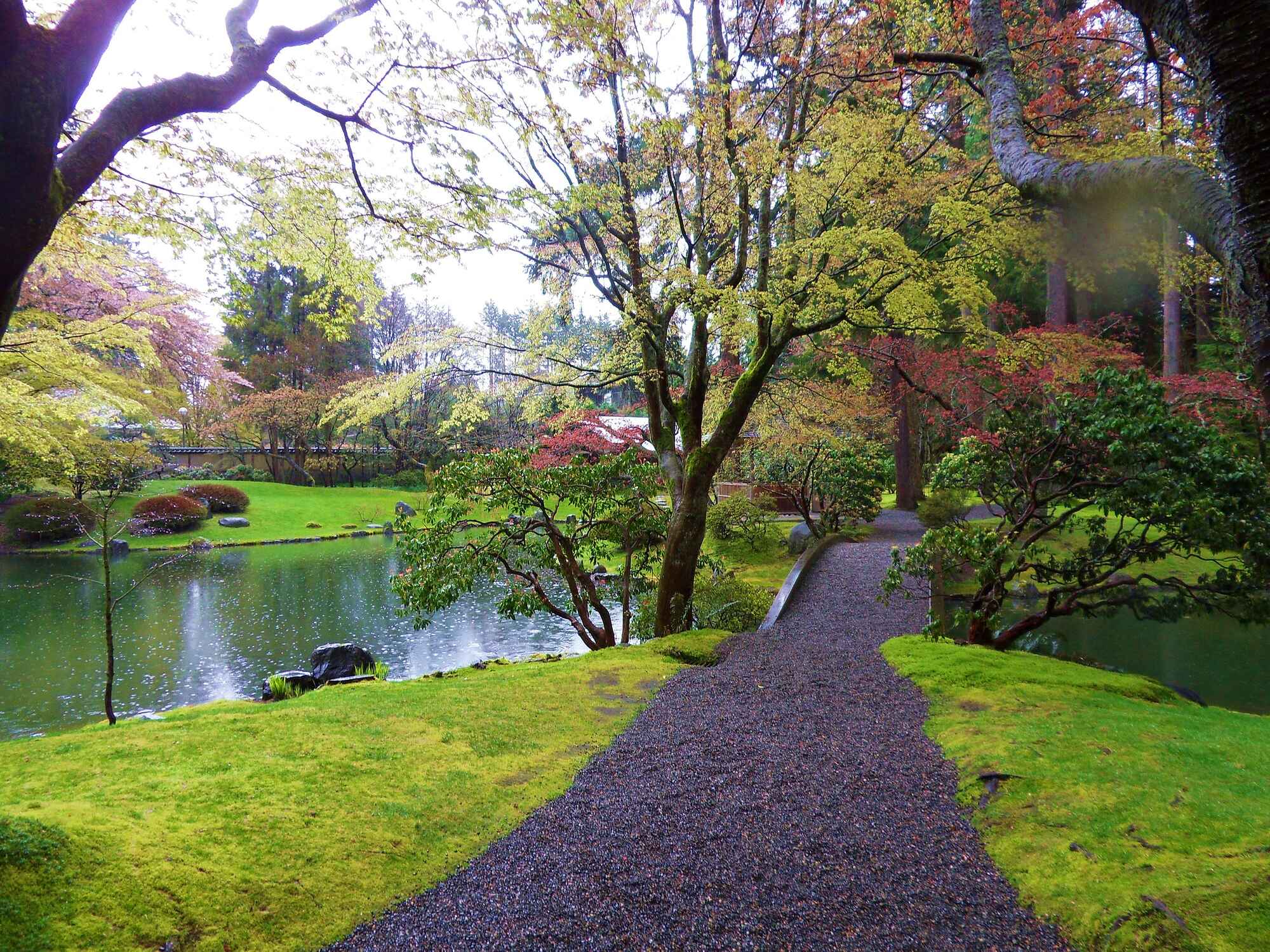 Photograph of a Japanese-style garden in Vancouver, Canada, that has a moss lawn. The photo shows a moss lawn bordering either side of a gravel path. Water can be seen off to the left. Trees and shrubs are also growing in the garden.