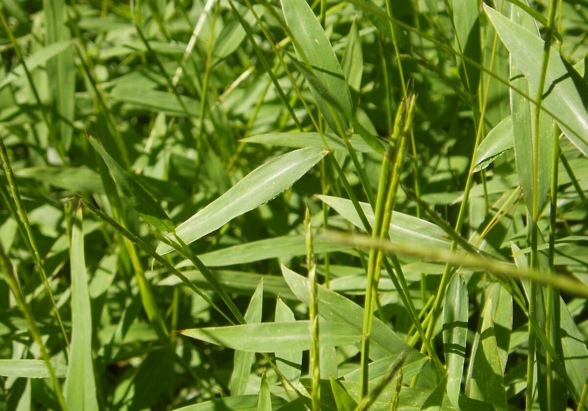 Photograph of several japanese stiltgrass shoots, showing foliage and inflorescences.