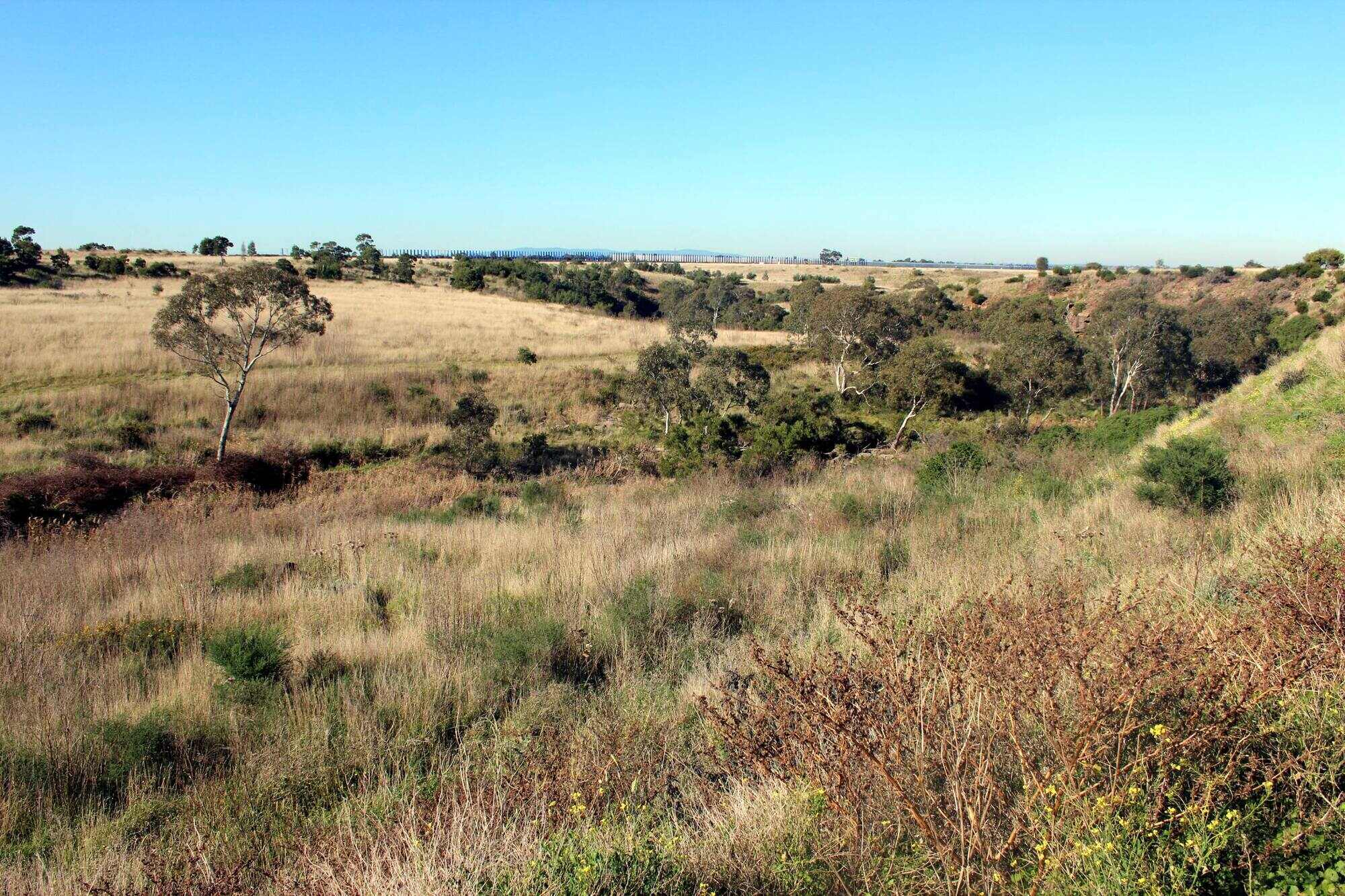 Photograph of Galada Tamboore grasslands in Australia. The photo shows a grassland in a gently rolling landscape dotted with sparse trees.