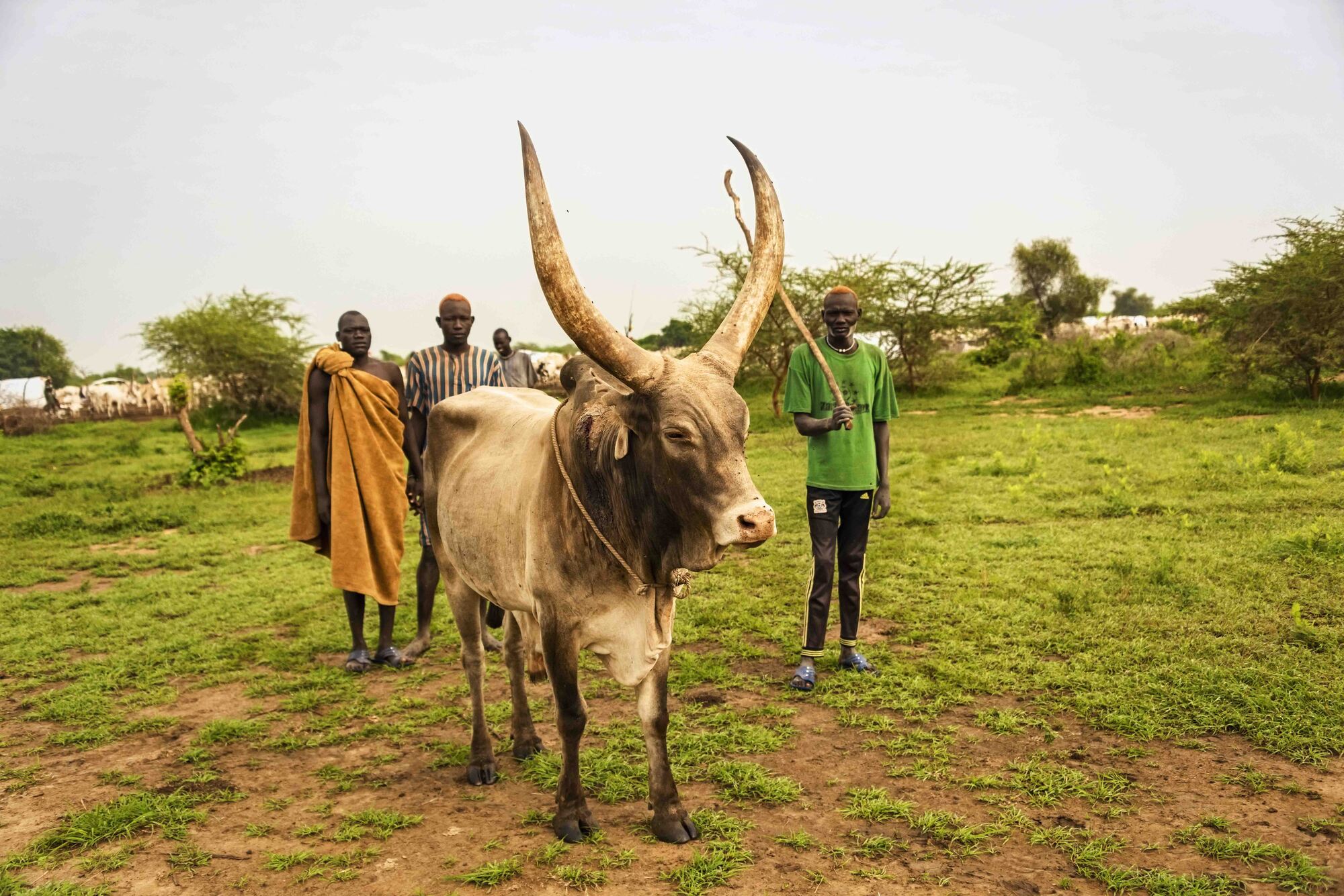 Photograph of farmers with a cow in South Sudan, eastern Africa. The photo shows three men standing behind a large cow with long, slightly curving, upright corns. The man standing to the right of the cow holds a long stick. Another man stands in the background, and a herd of cows stands even further in the background.