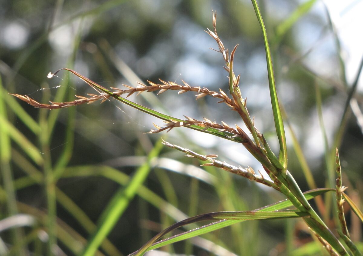 The photo shows a close up of limpo grass seedhead in Maui, Hawaii. The stem is green at the base and becomes a light red closer to the top. A spiderweb is shown illustrating the wildlife that use limpograss as a habitat.