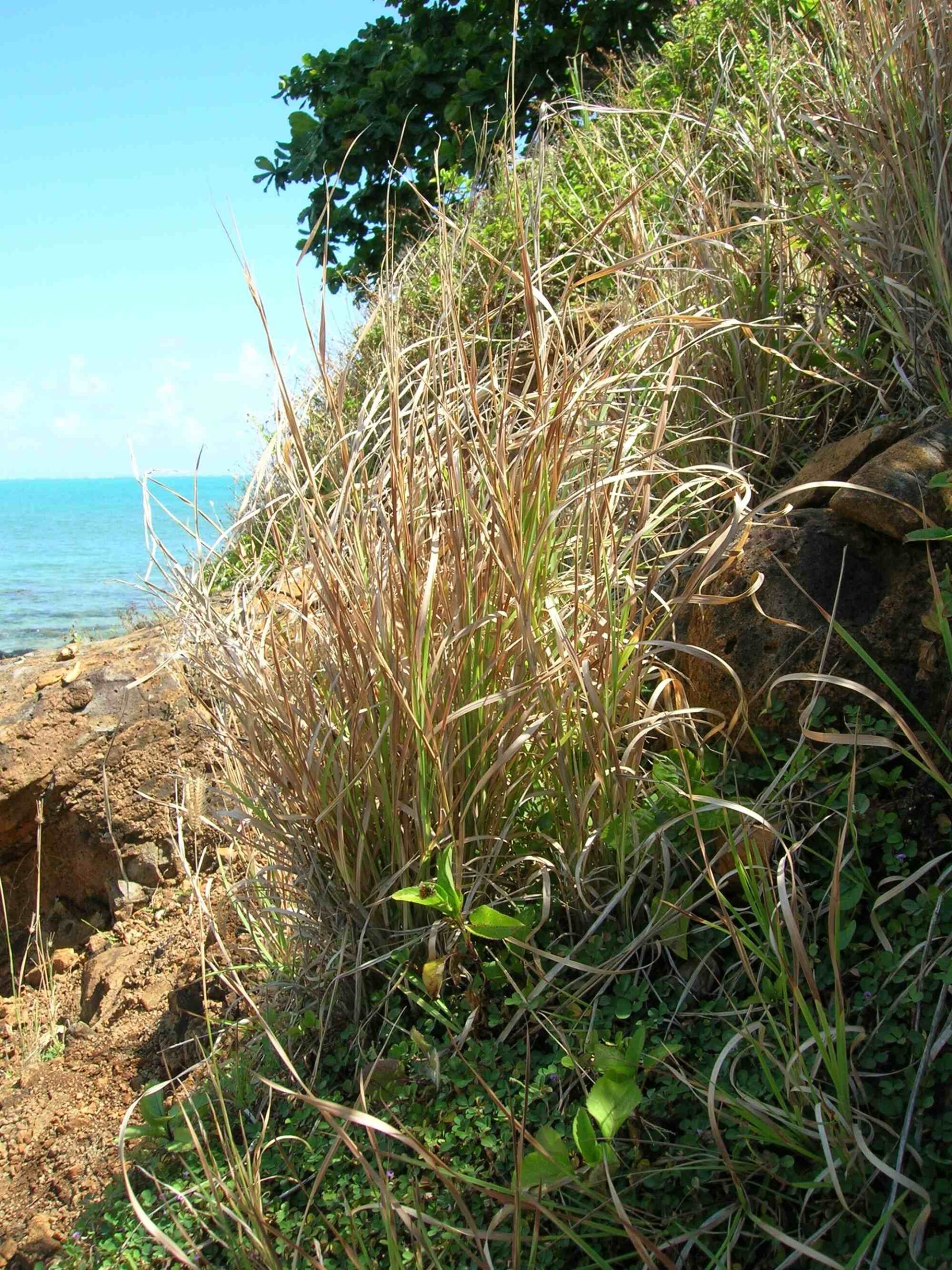 Close-up photograph of tanglehead stabilizing a slope by the oceanside on Oahu, one of the Hawaiian Islands in the US.