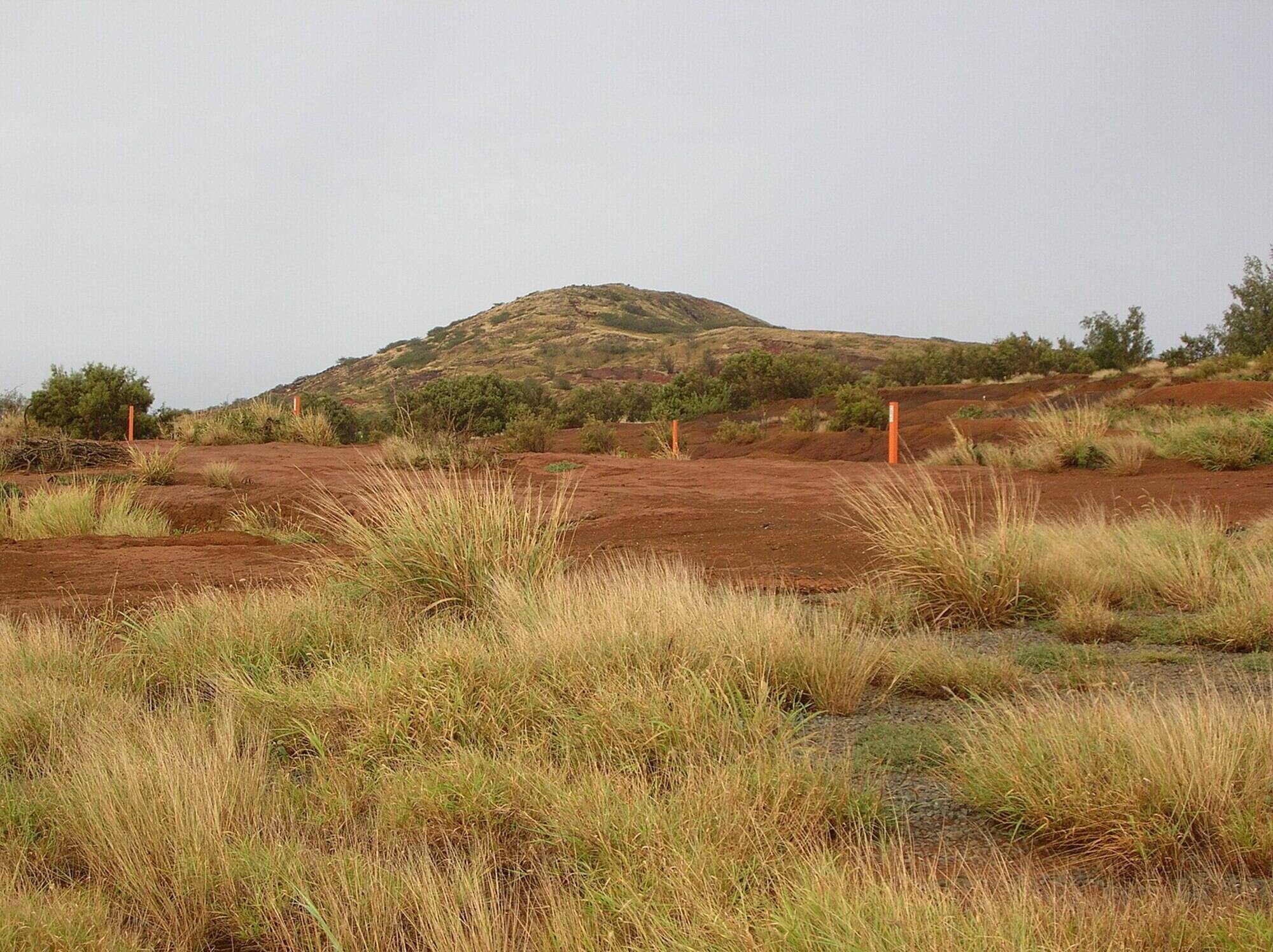 Photograph of a landscape on the island of Kahoolawe, Hawaiian Islands. In the foreground, tufts of tanglehead grass grow in red soil. A rounded hill covered with vegetation rises in the background.