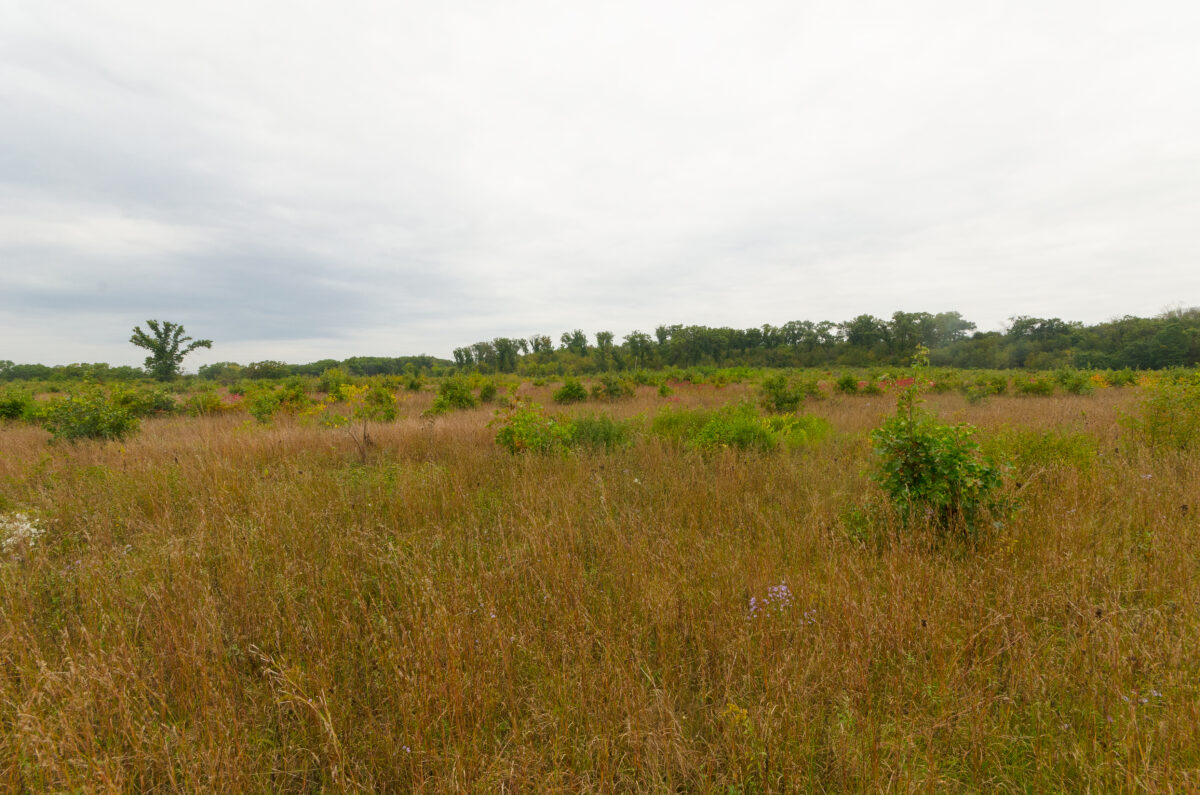 Photograph of Albany Dry Prairie & Oak Savanna in Wisconsin, U.S.A. The photo shows a field with yellow grass in the foreground and trees on the horizon in the background.