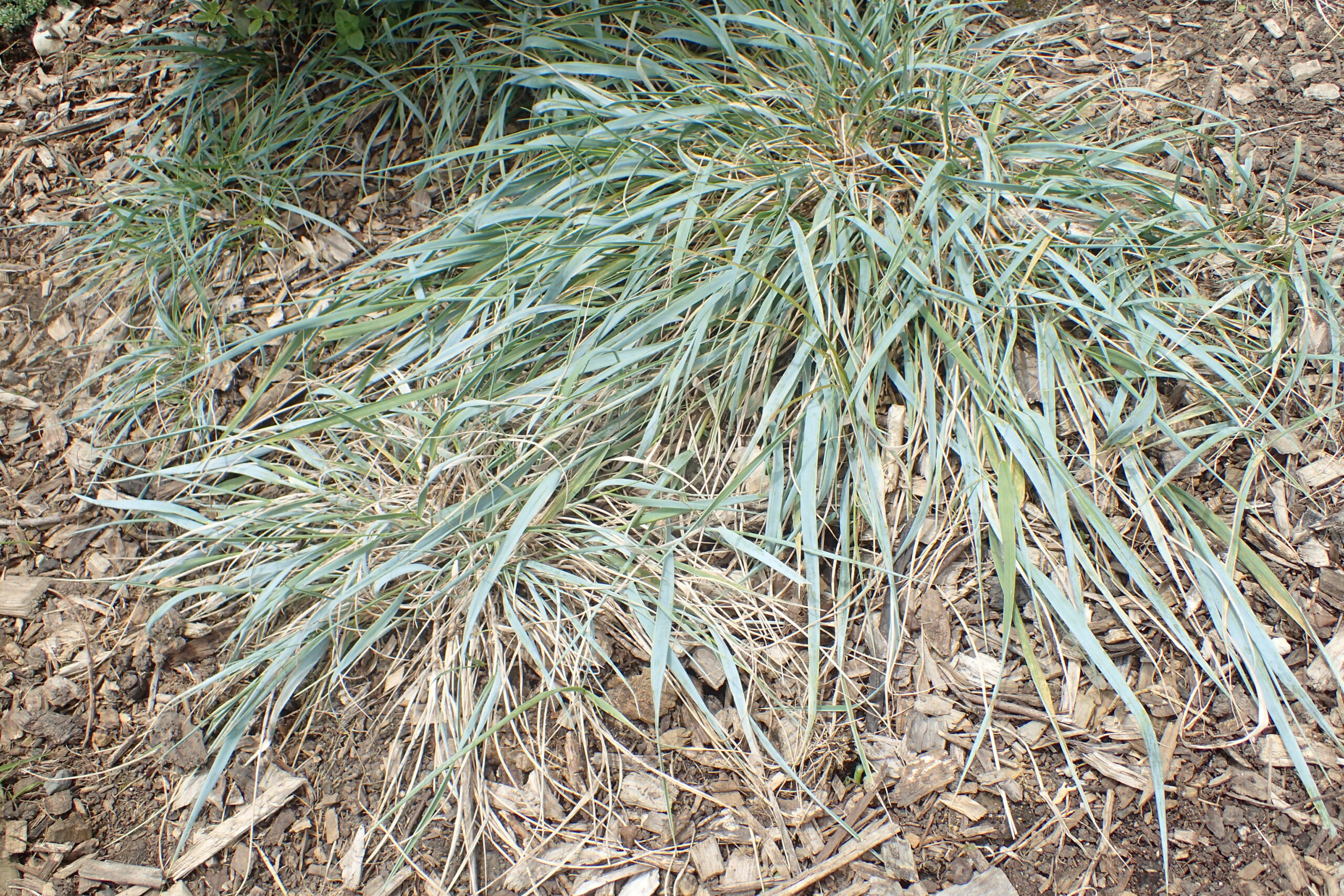 Photograph of clumps of blue wheatgrass growing in mulch in a botanical garden. The leaves of the grass are blue-green and laying relatively flat on the ground.