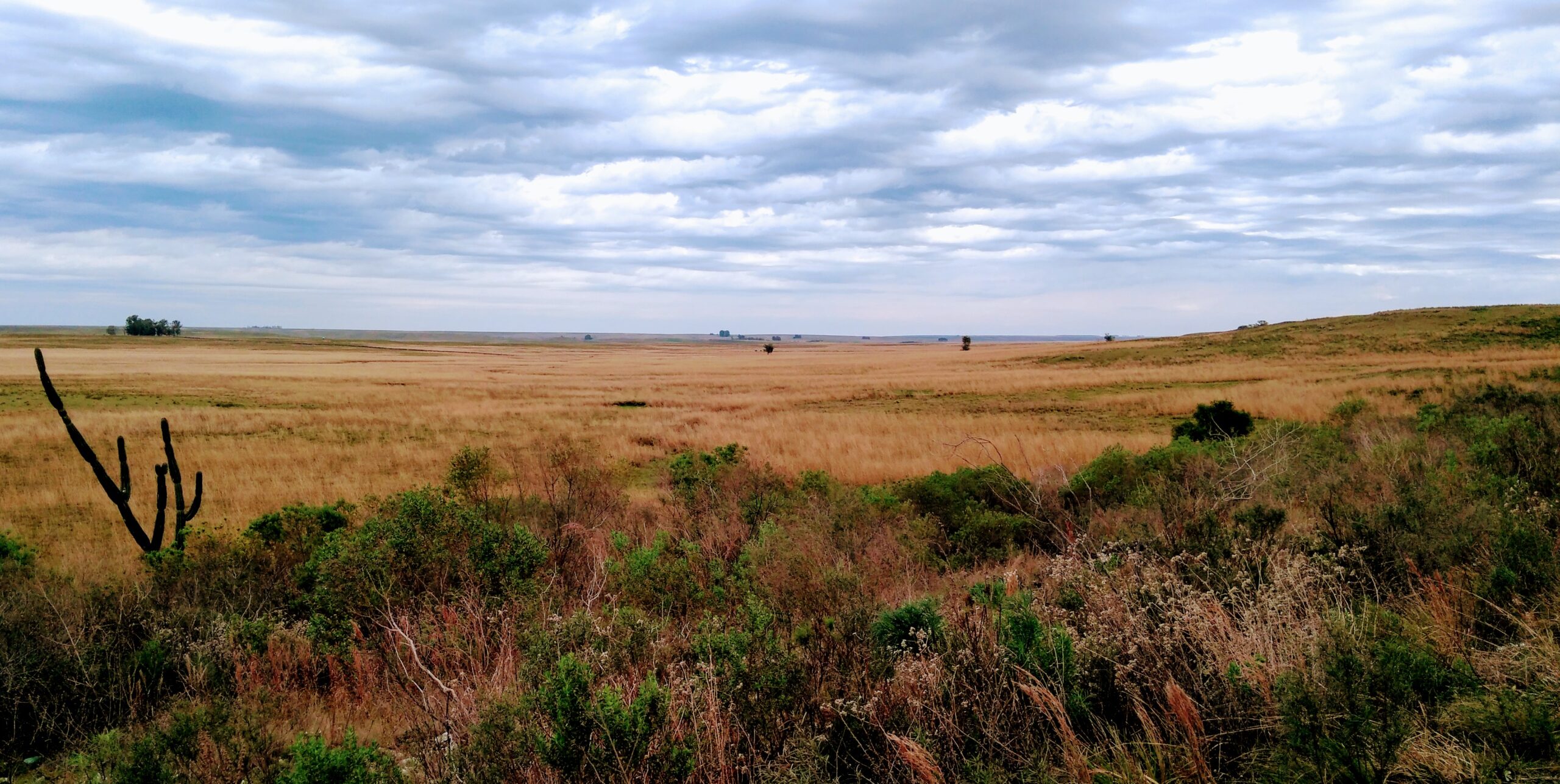 Panorama of the grassland landscape of the South American pampas in Brazil.