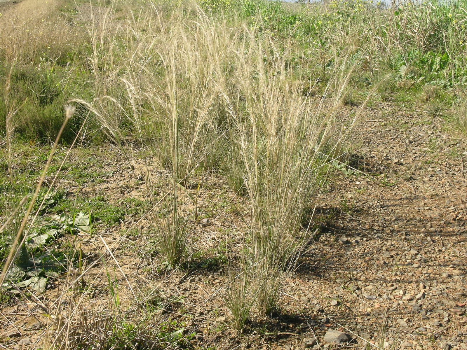Photograph of small clumps of speargrass growing in gravely soil. The speargrass is green with yellow, feather-like inflorescences.