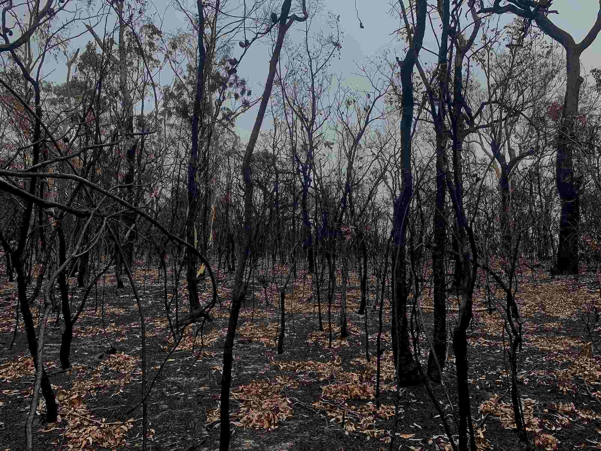 Photograph of a burnt forest in Yengo National Park, Australia, as a result of the 2019 to 2020 summer bushfires. The photo shows a forest of trees with thin, black trunks. The ground around the trees is also black and littered with dead brown leaves.