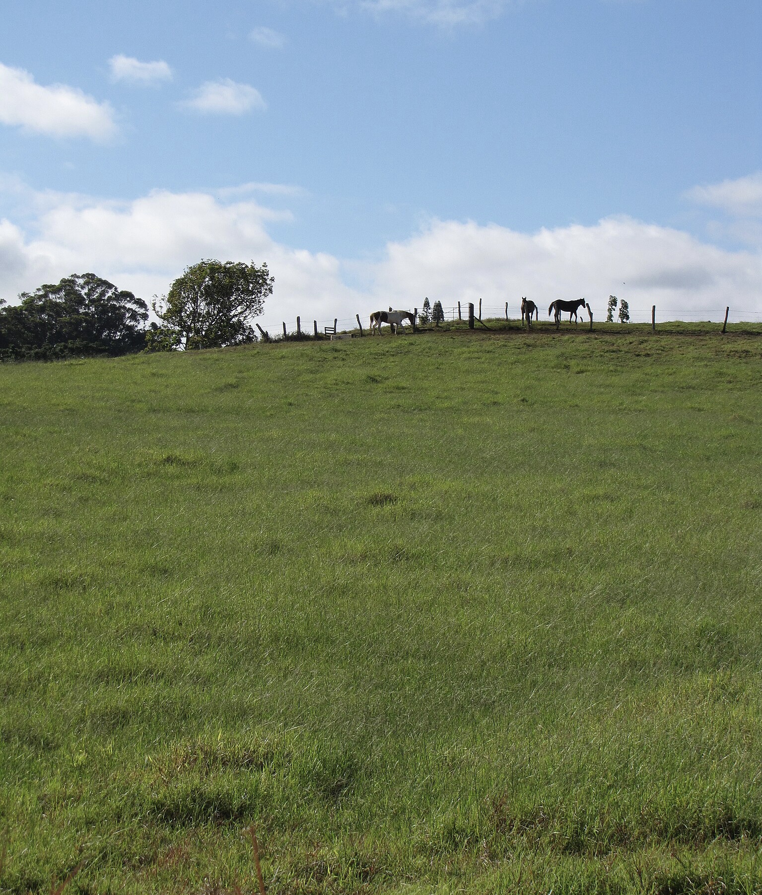 The photo shows three horses on the horizon in a fenced-in a pasture. The pasture is using limpo grass as a forage grass. Maui, Hawaii, the U.S.A.