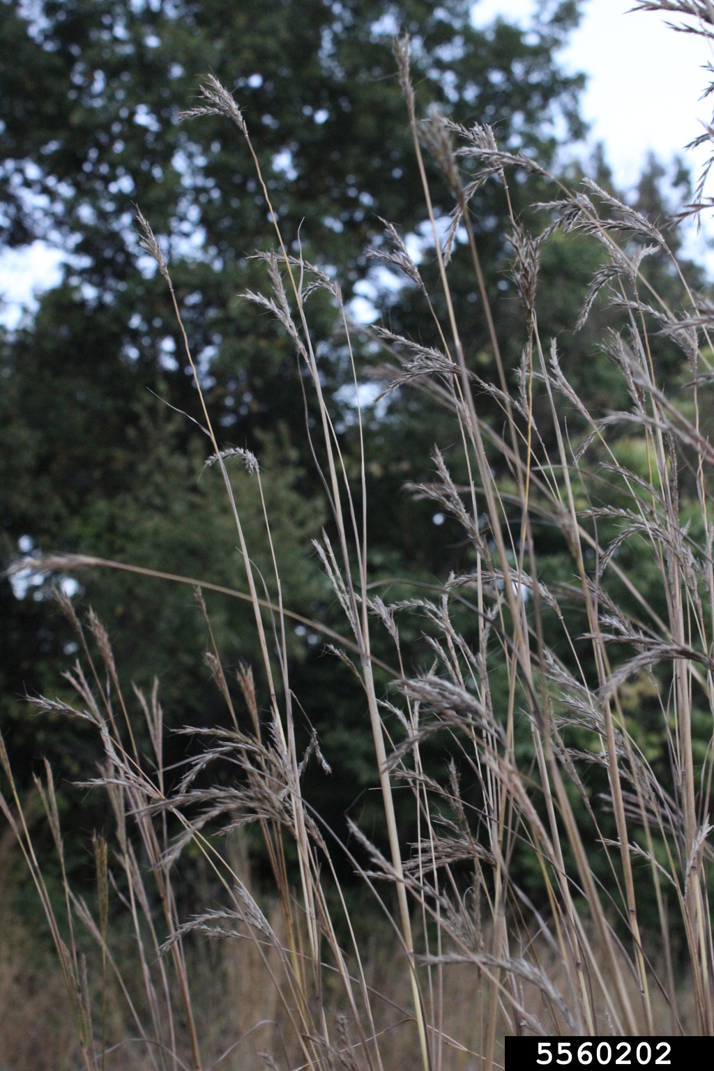 Photograph showing a close-up view of big bluestem grass stalks bearing inflorescences.